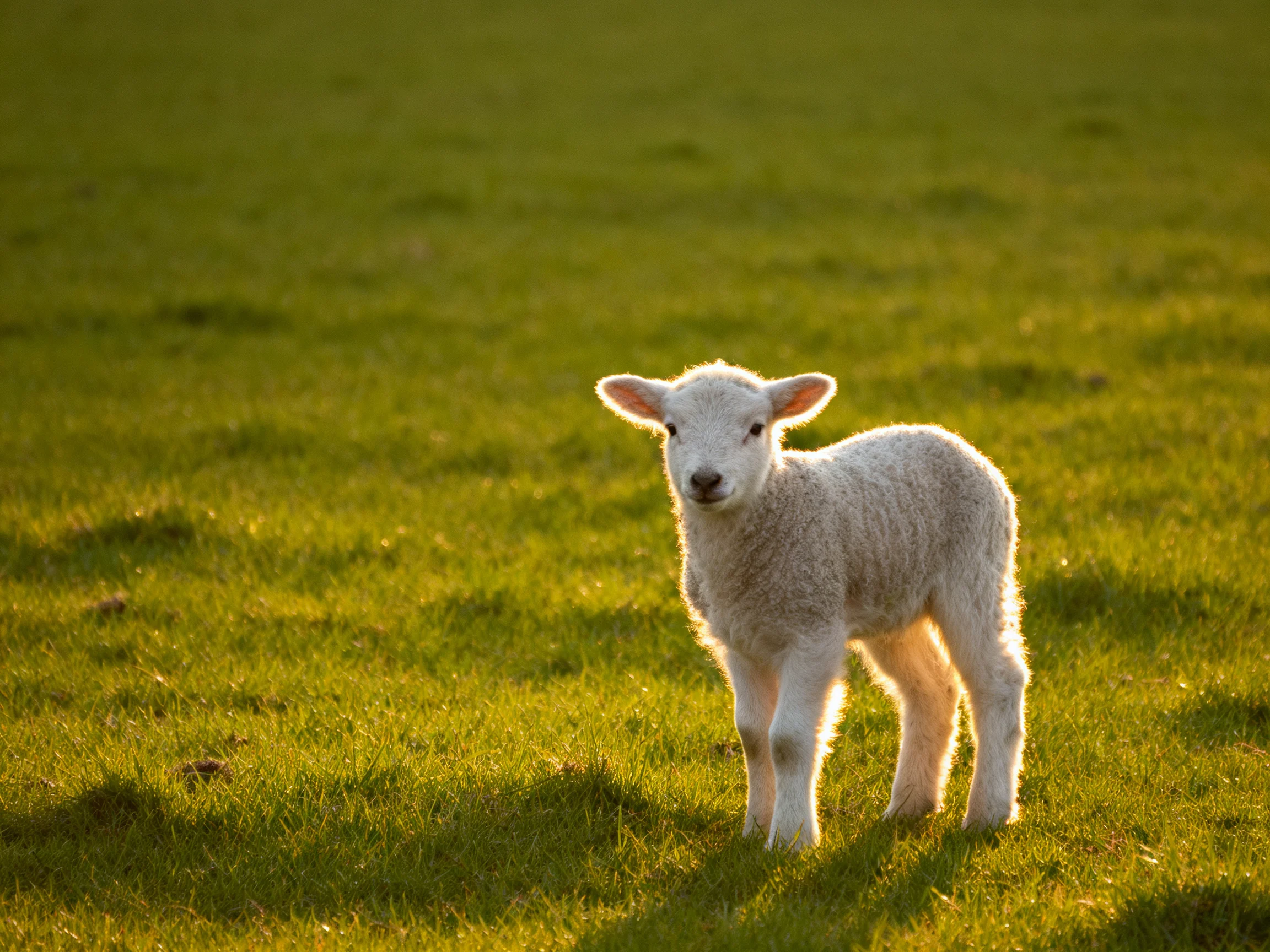 A small white lamb stands alone in a sunlit green field.