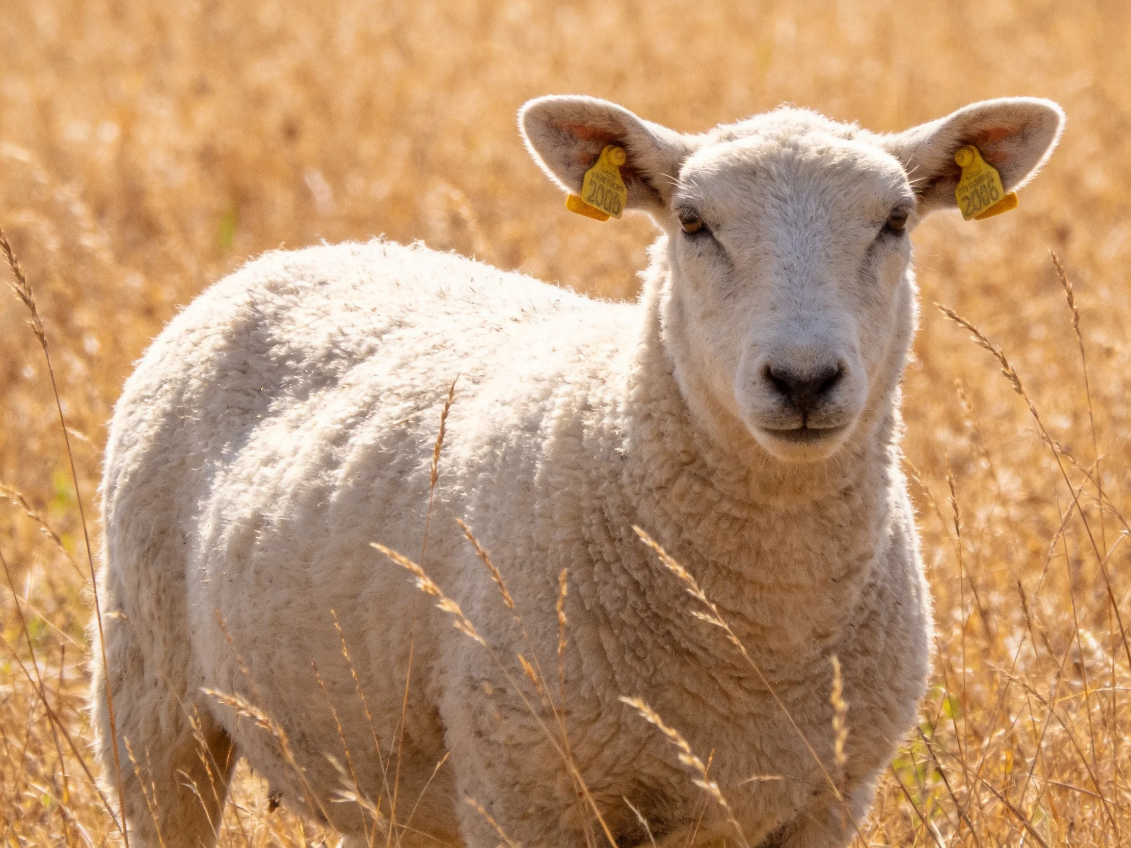 A white lamb with yellow ear tags in golden grassland