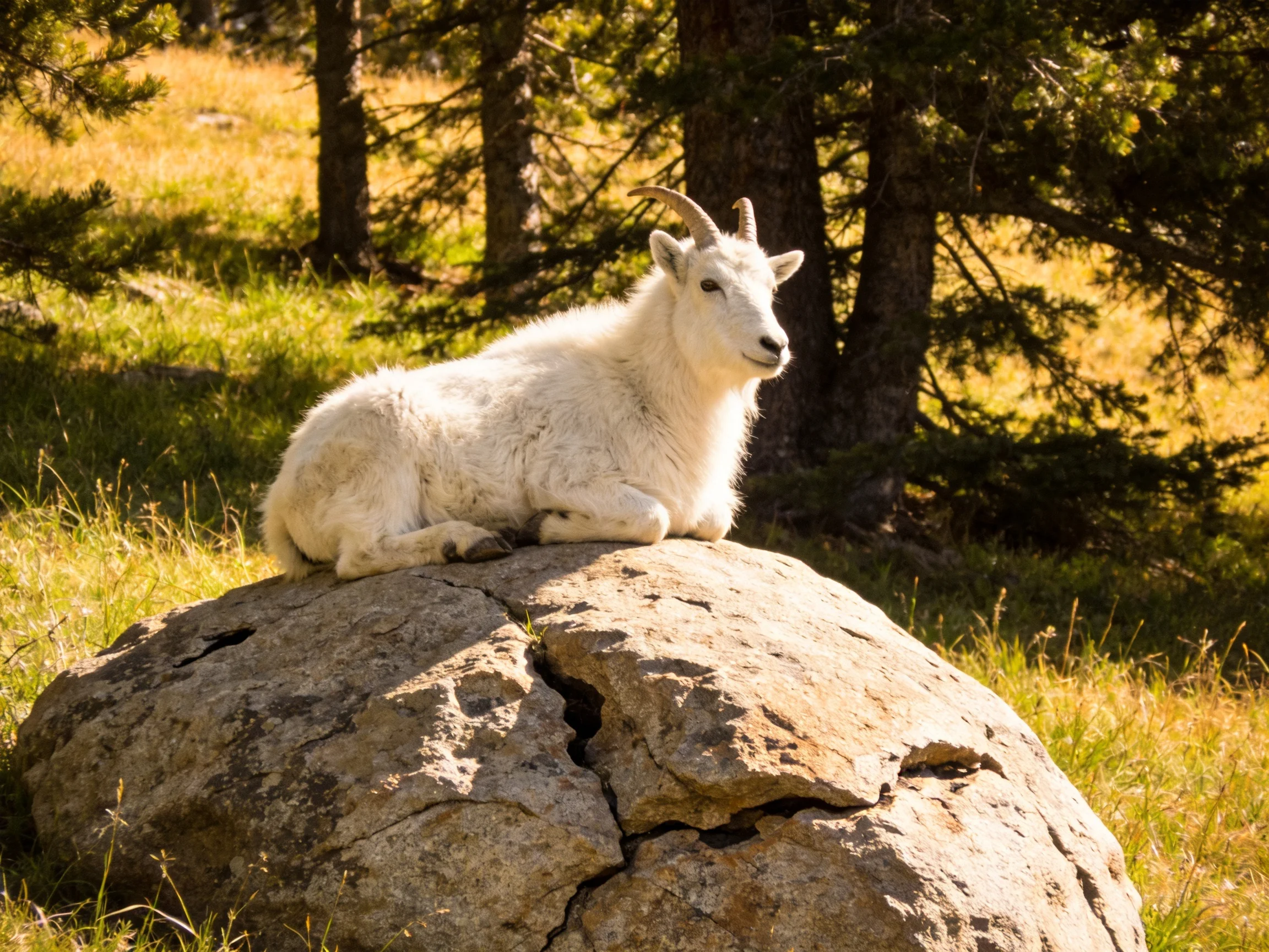 A white mountain goat rests atop a large brown rock near pine trees
