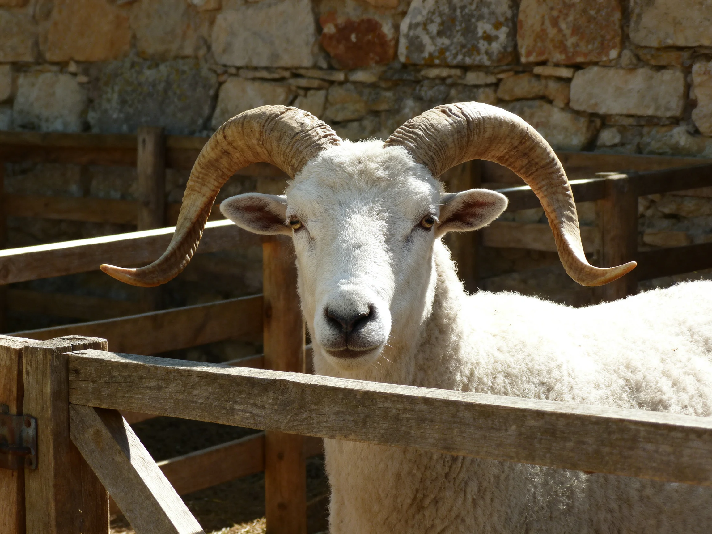 A white ram with large curved horns near a wooden enclosure