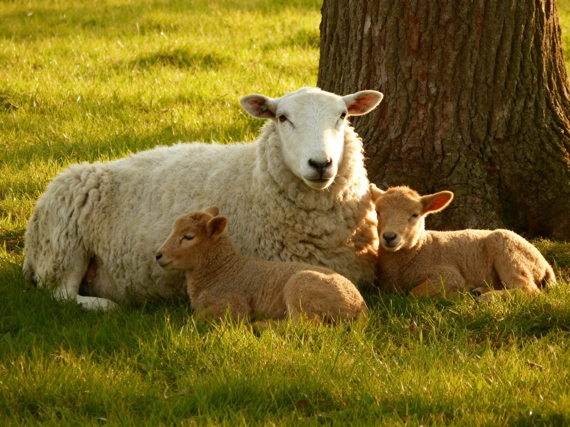 An adult sheep and two lambs rest together in a sunlit grassy area near a tree.