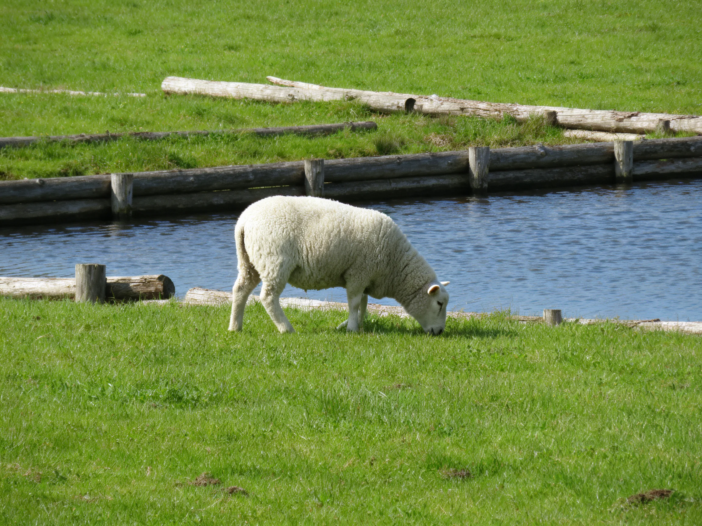 A white sheep grazes by a calm blue pond with lush green fields