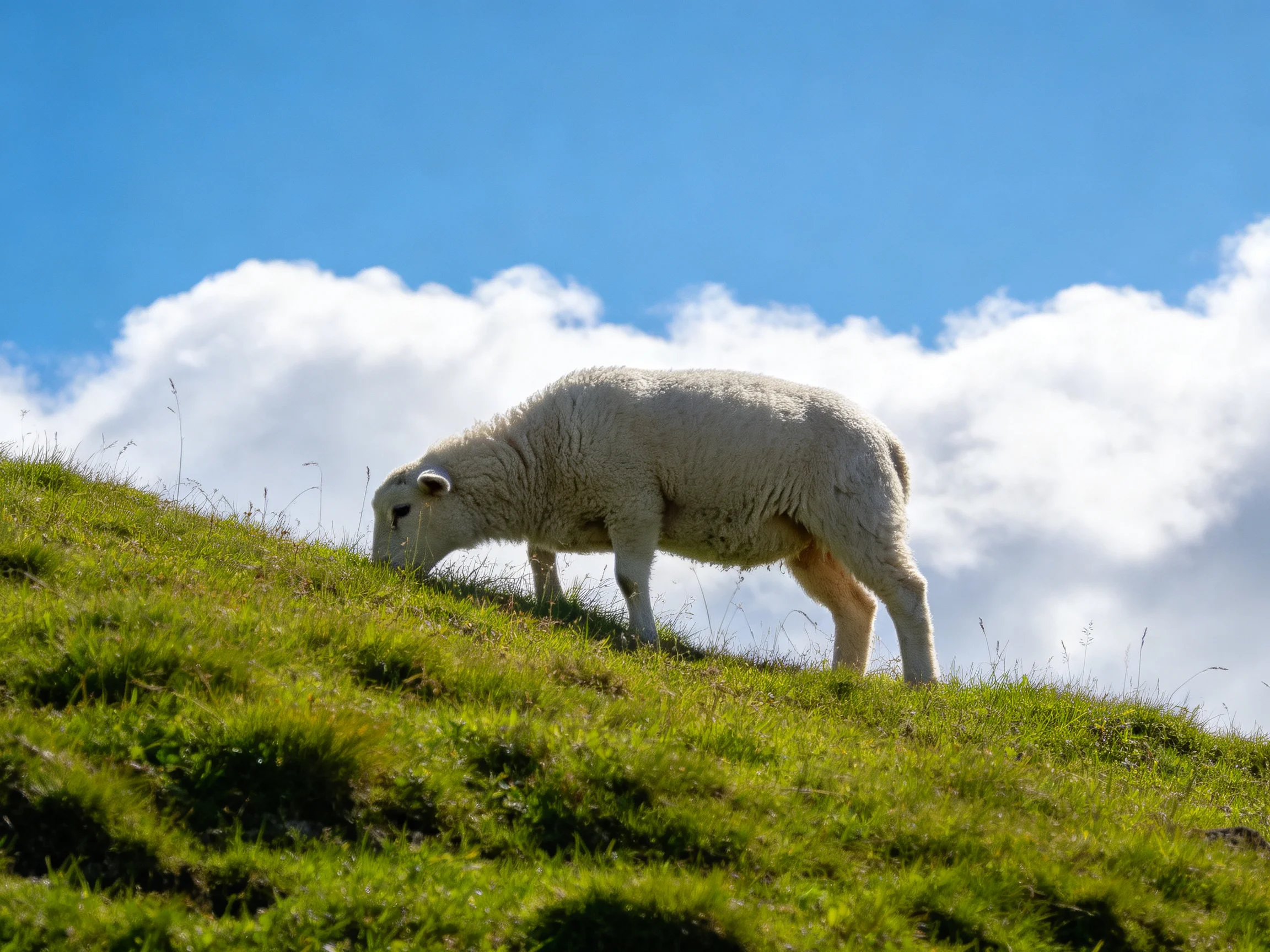 A white sheep grazing on a lush green hillside under bright blue sky