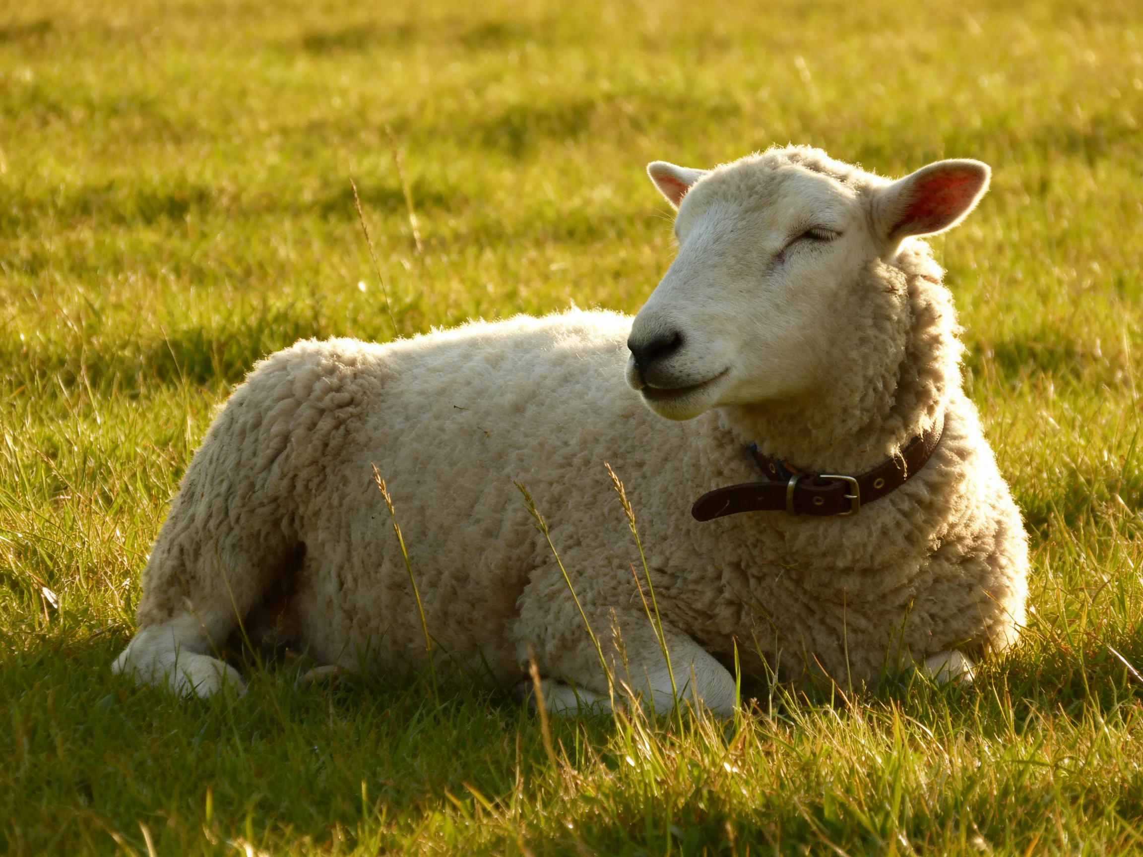 A white sheep relaxes in sunlit green meadow