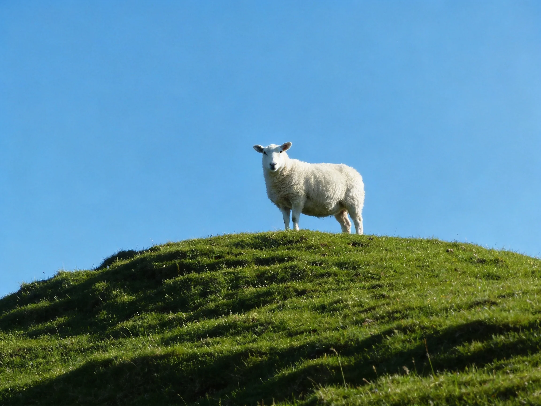 A single white sheep stands on a grassy hill against a bright blue sky.