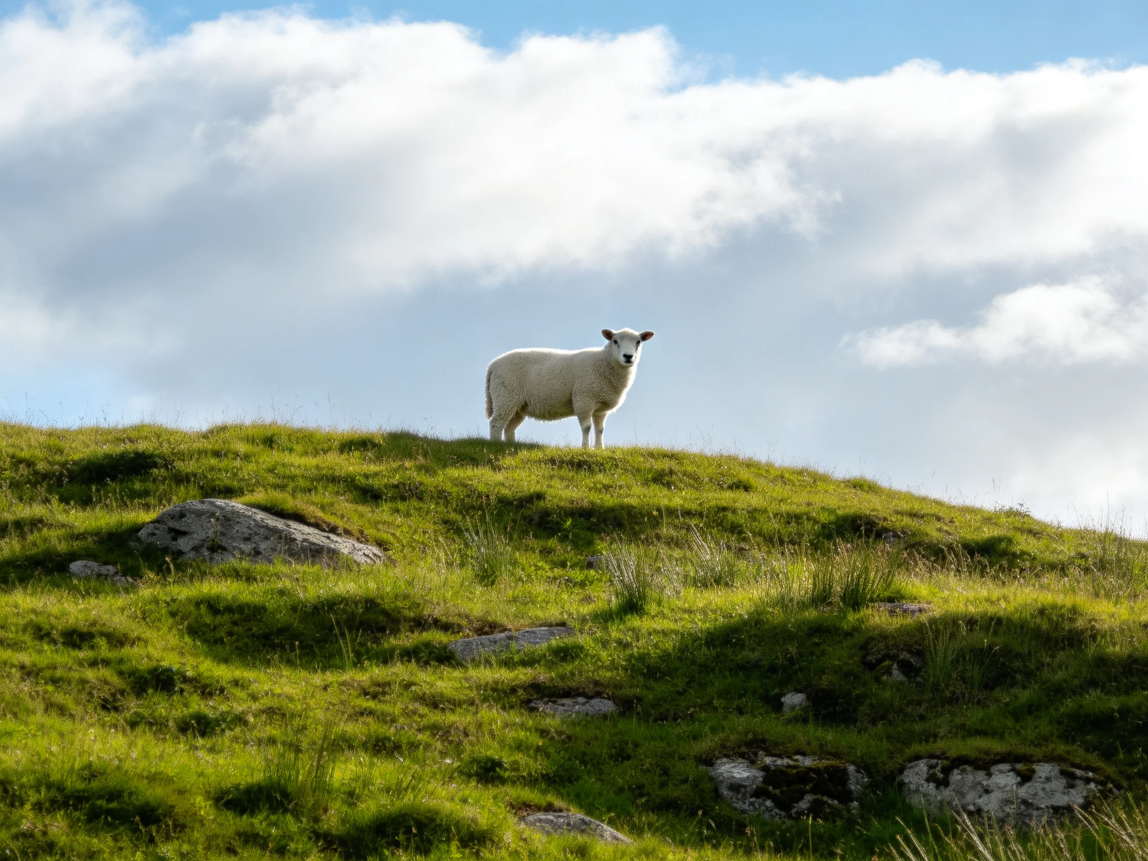 A white sheep stands atop a lush green hillside with scattered rocks