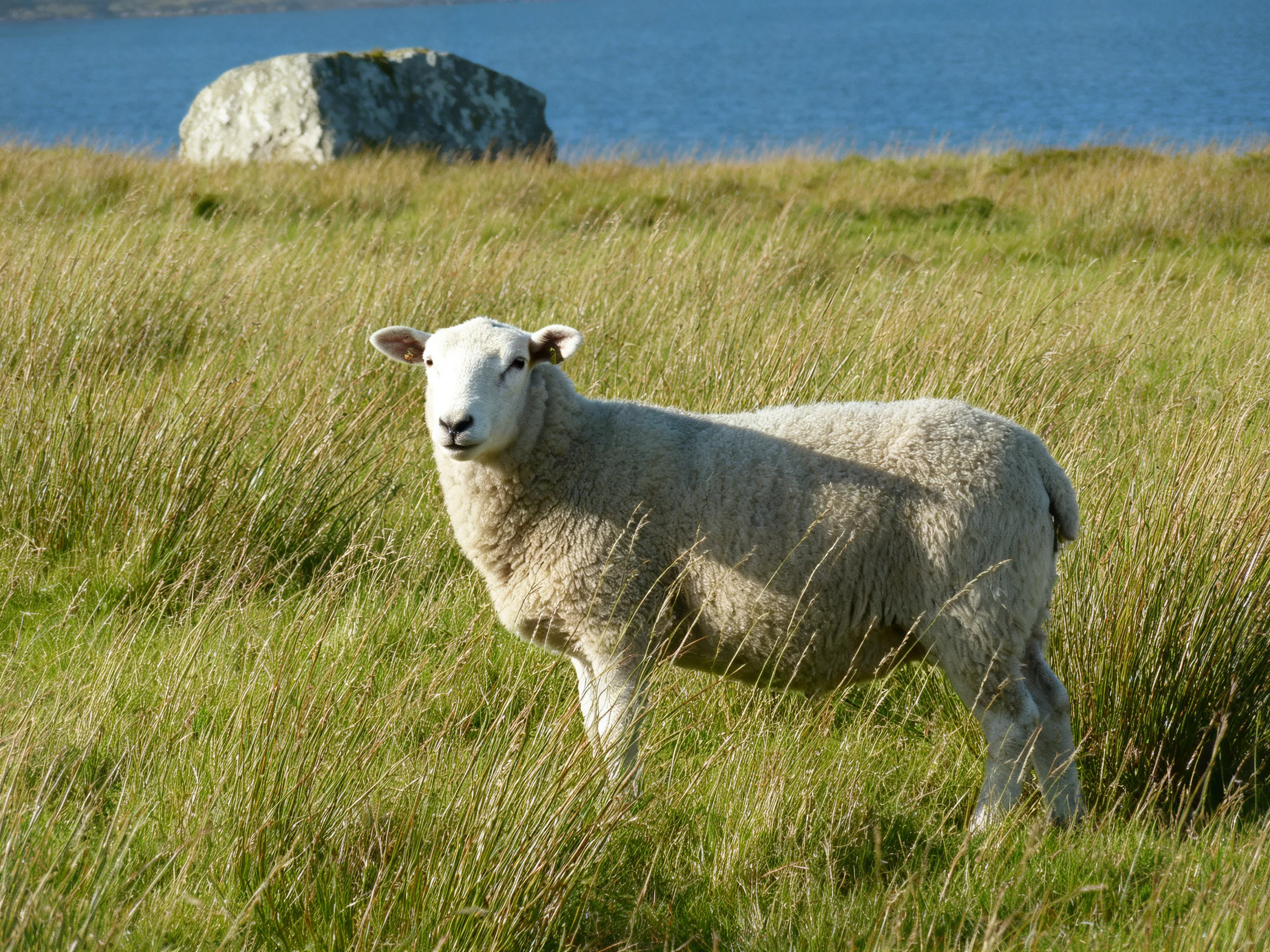 A white sheep stands in tall green grass near a large rock