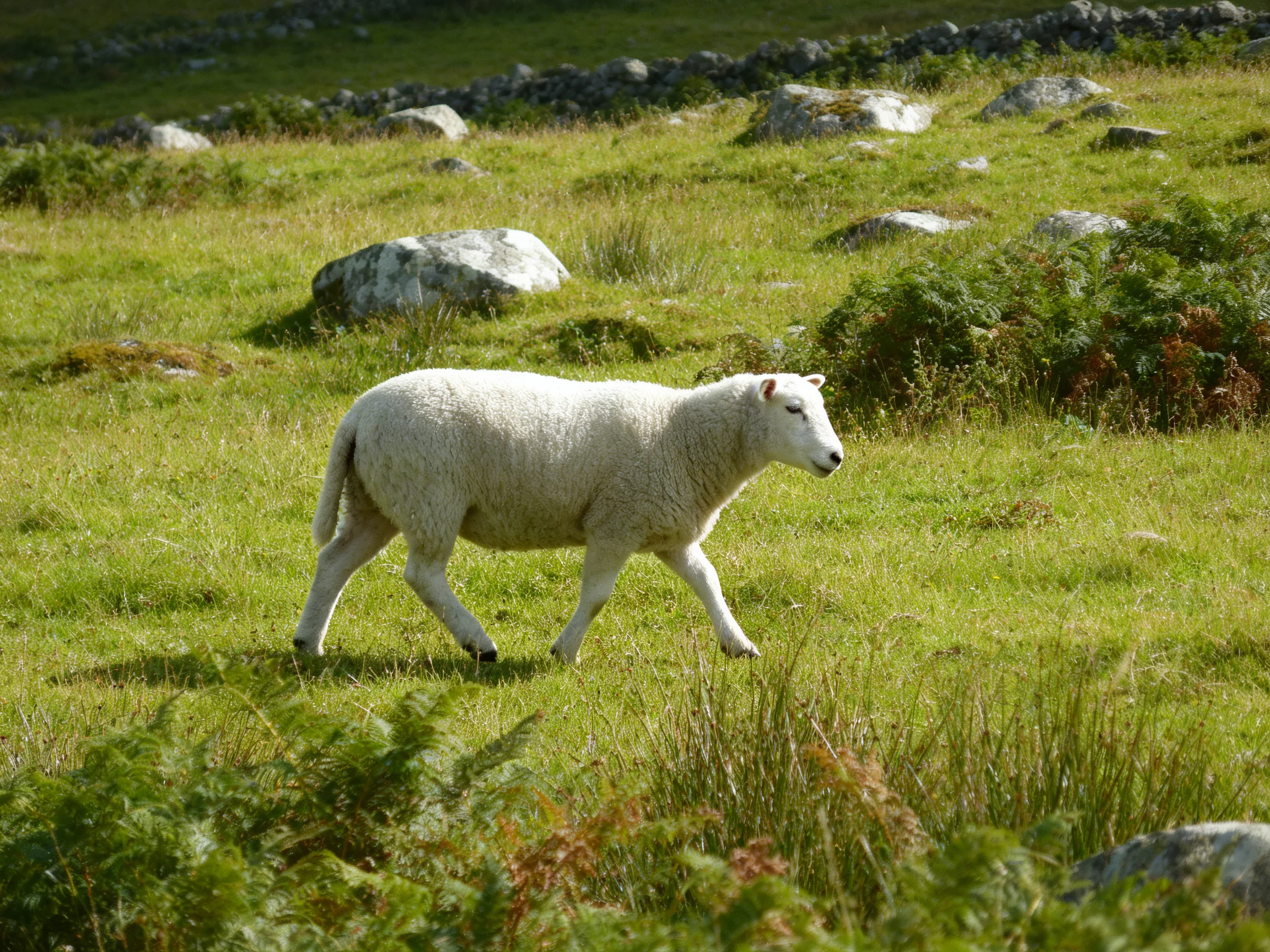 A white sheep walking through a lush green meadow with scattered rocks