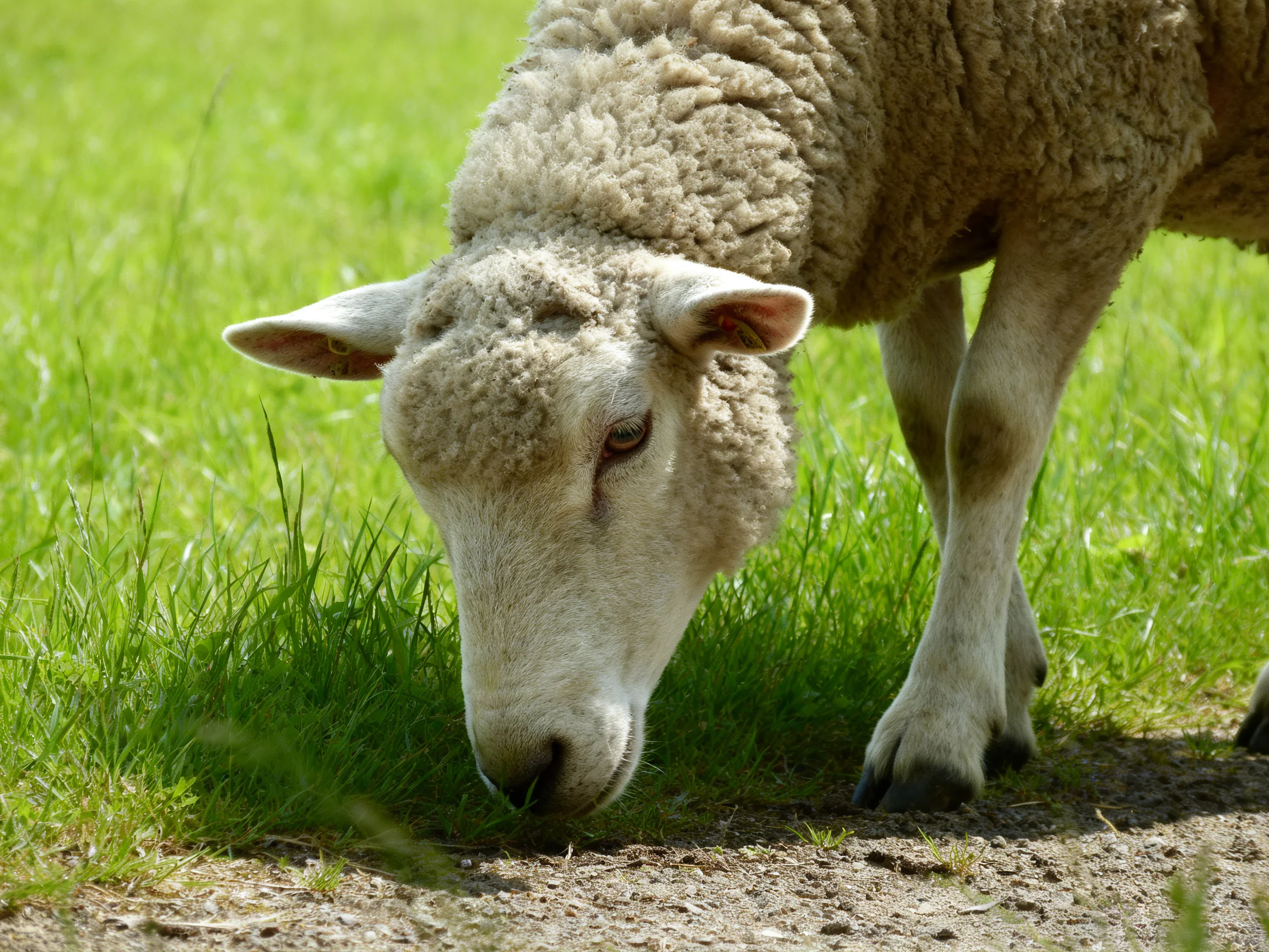 A woolly sheep grazing in vibrant green grass