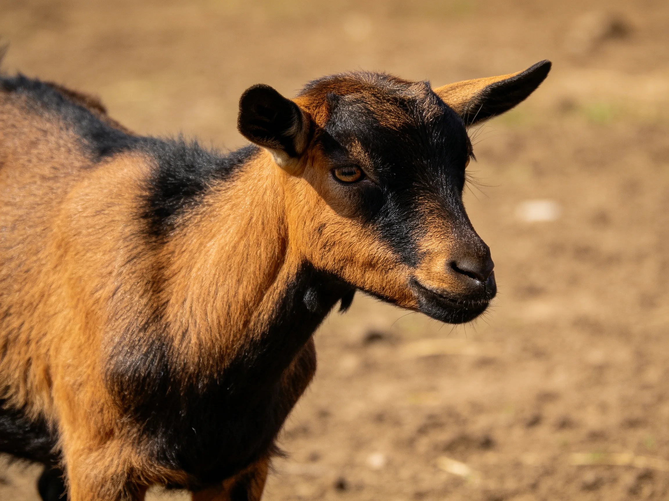 A young brown and black goat in a sunlit dirt field