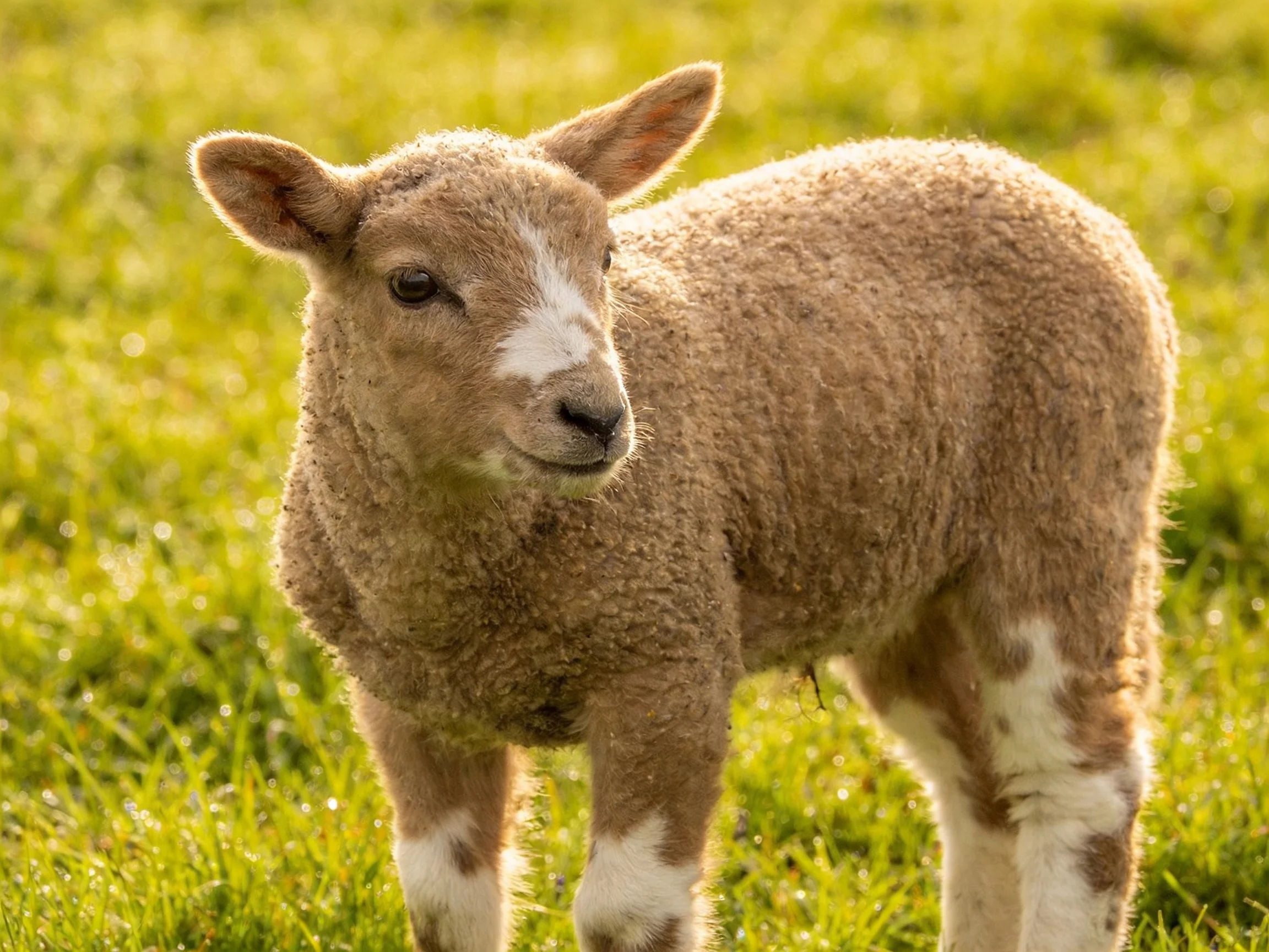 A young brown and white lamb in a sunlit green meadow