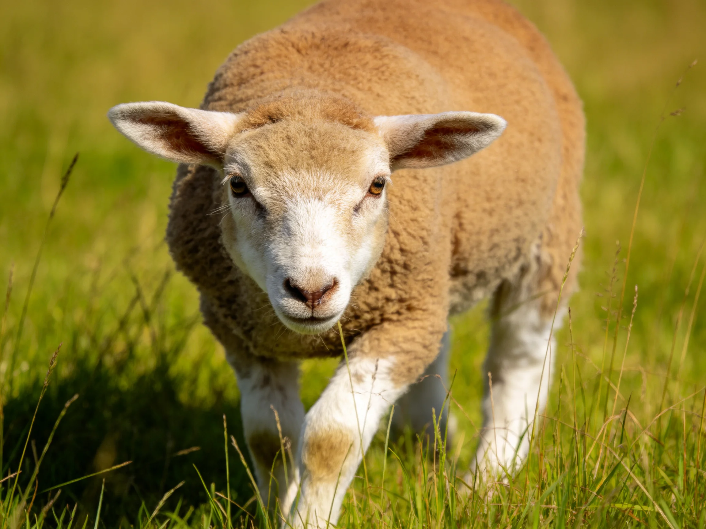 A young brown lamb with white markings moves through tall green grass in a sunlit meadow.