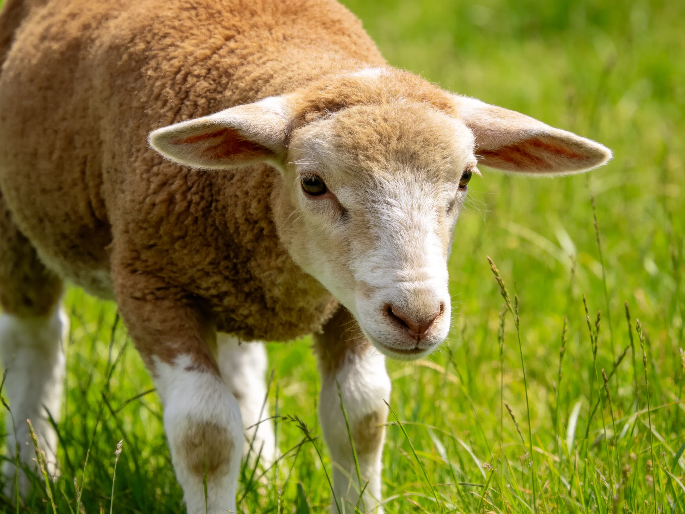 A young brown sheep with white markings stands in a field of tall green grass.