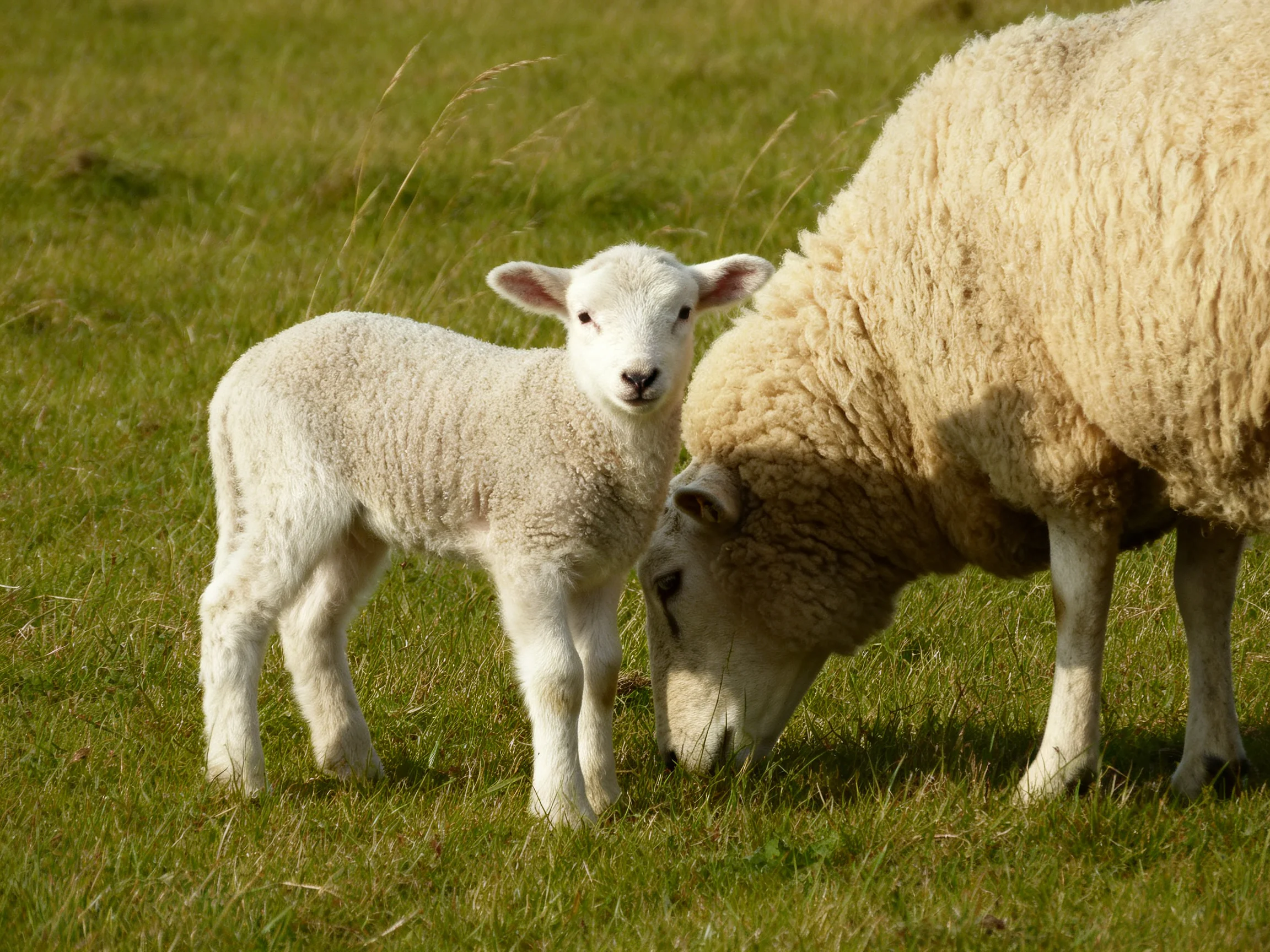 A young lamb stands beside an adult sheep in a green pasture