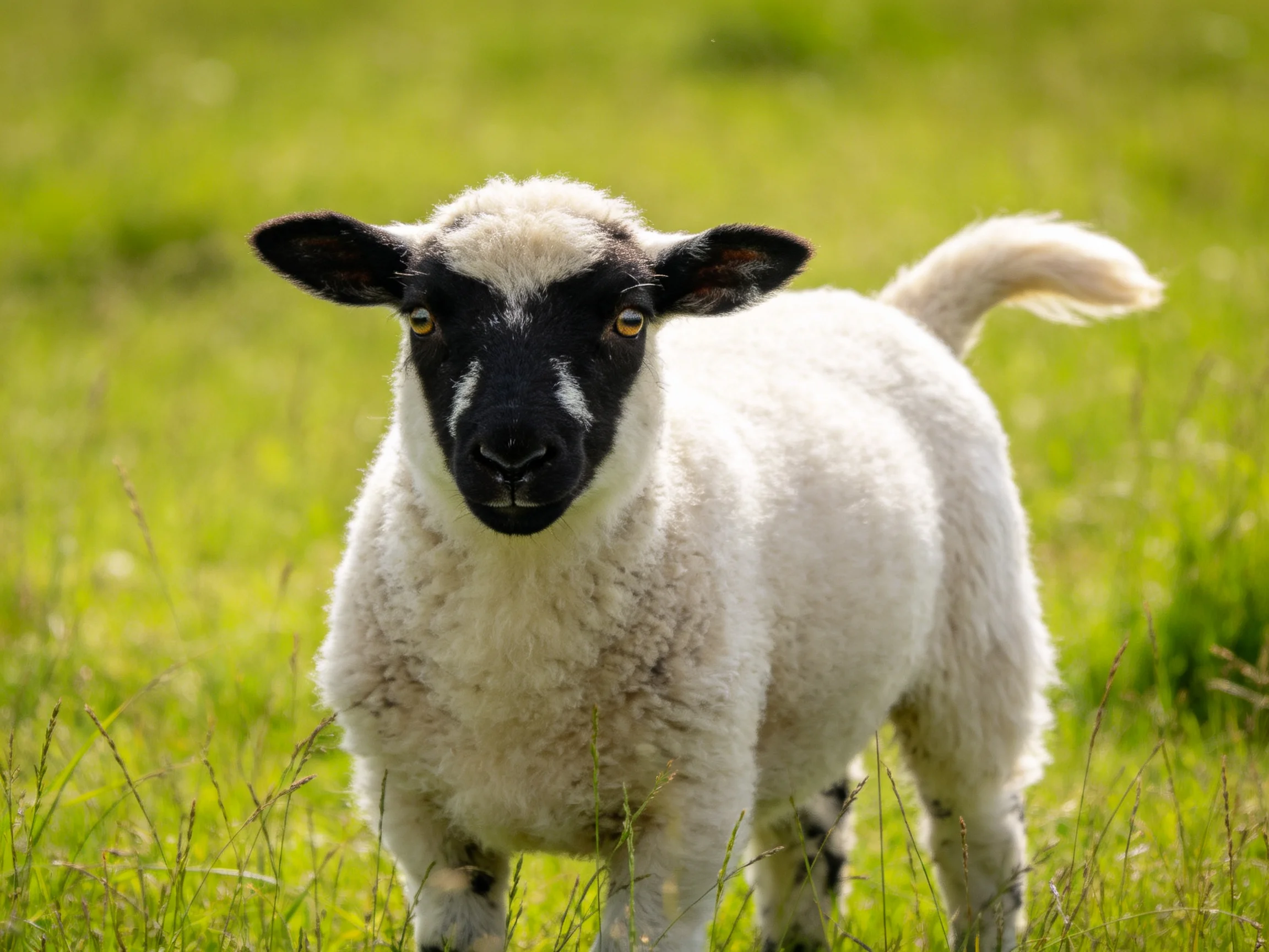 A young sheep with black face and white wool in a lush green meadow