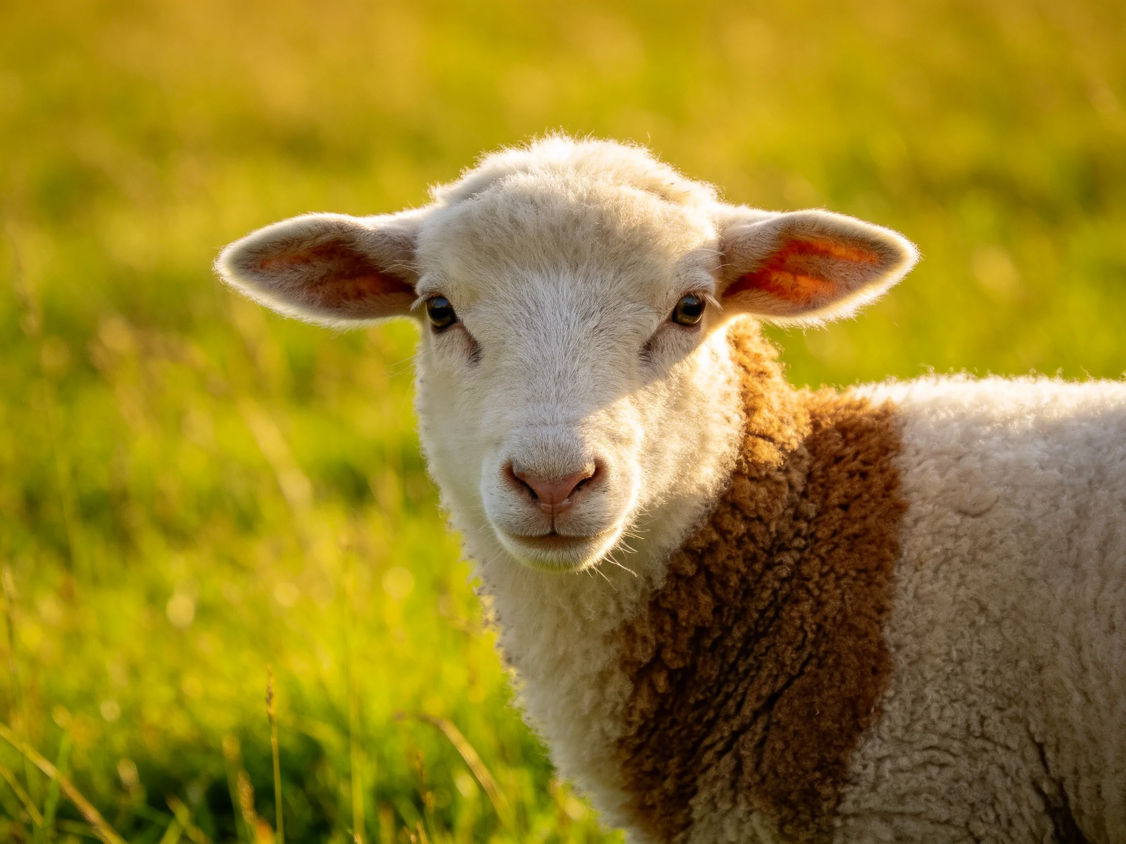 A young sheep with brown and white wool in a sunlit meadow