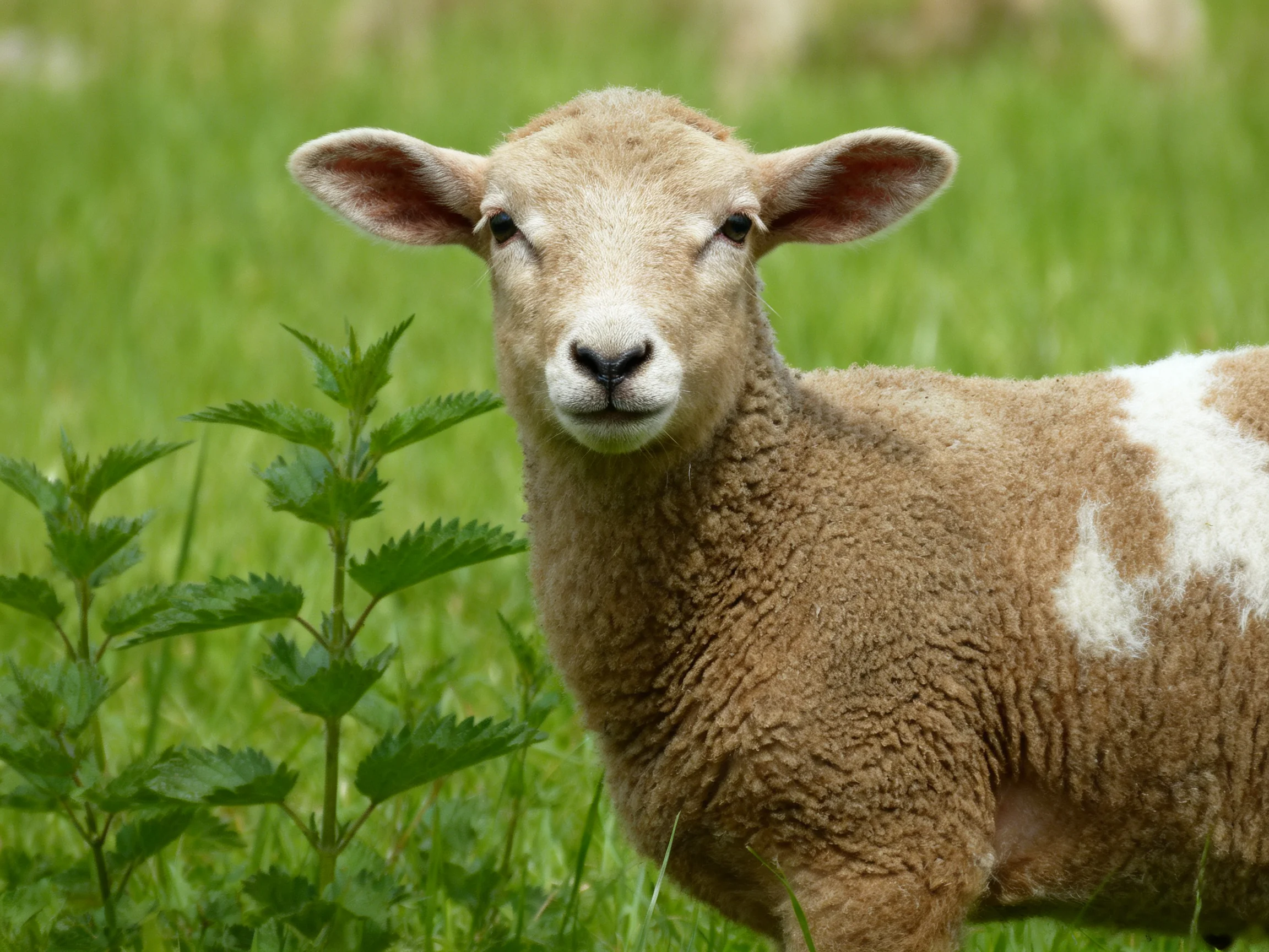 A young sheep with brown and white wool in lush green grass