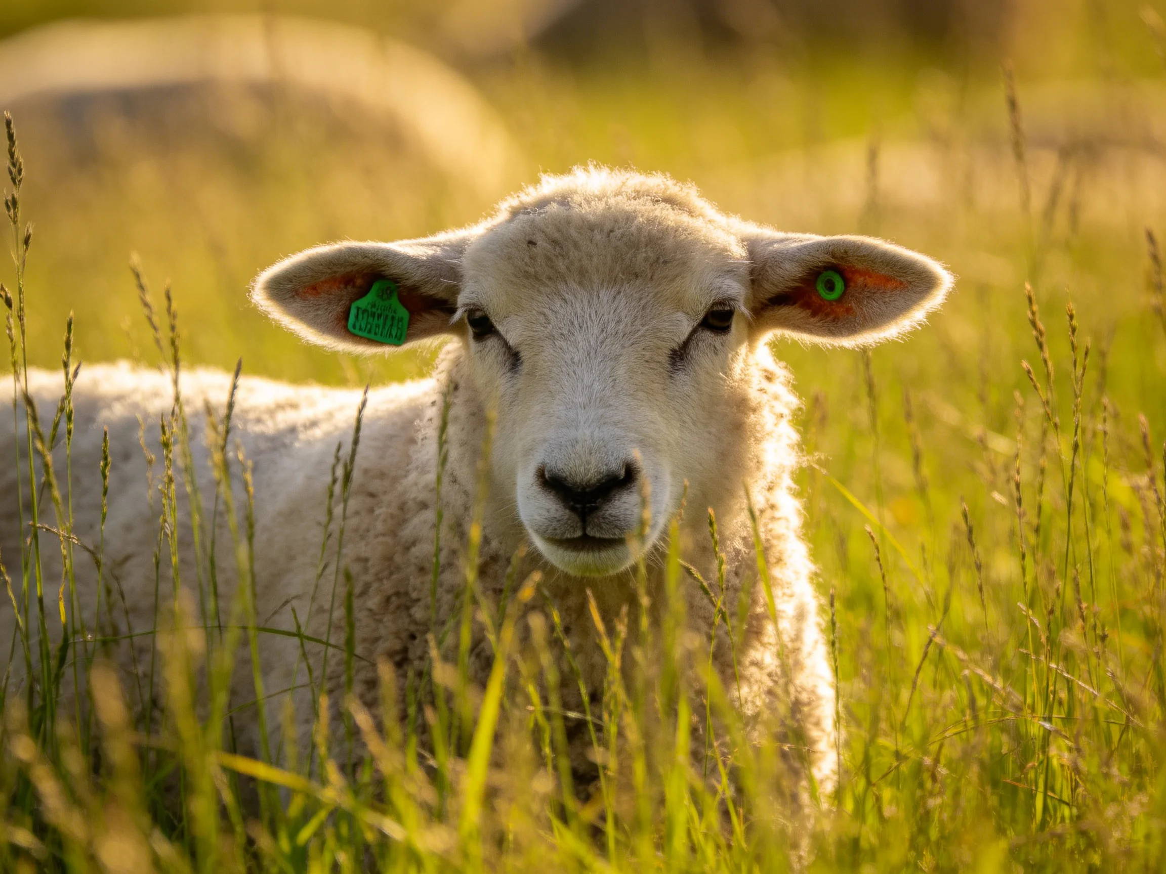 A young sheep with green ear tags in golden sunlit grass