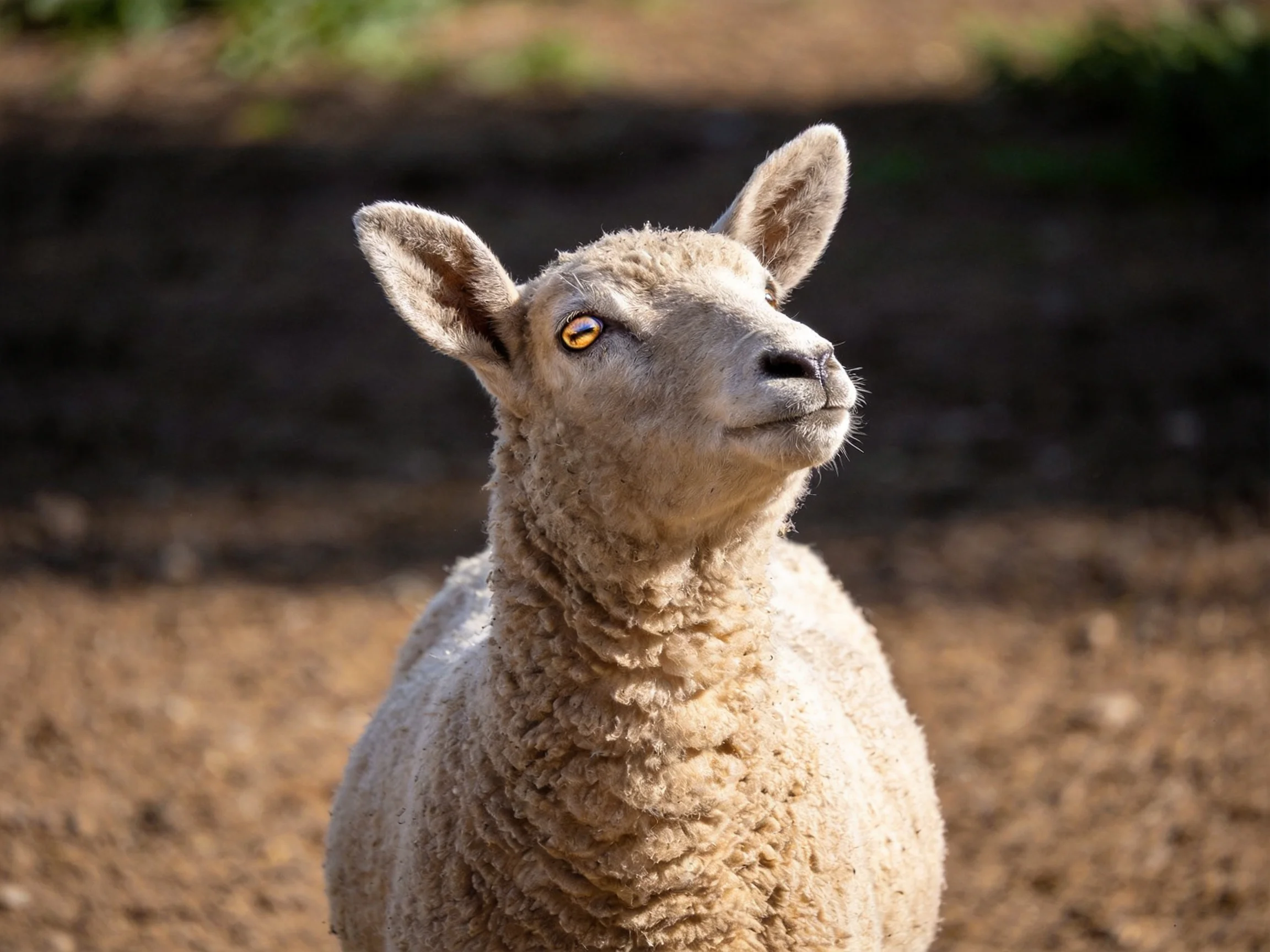A young sheep with thick light brown wool outdoors