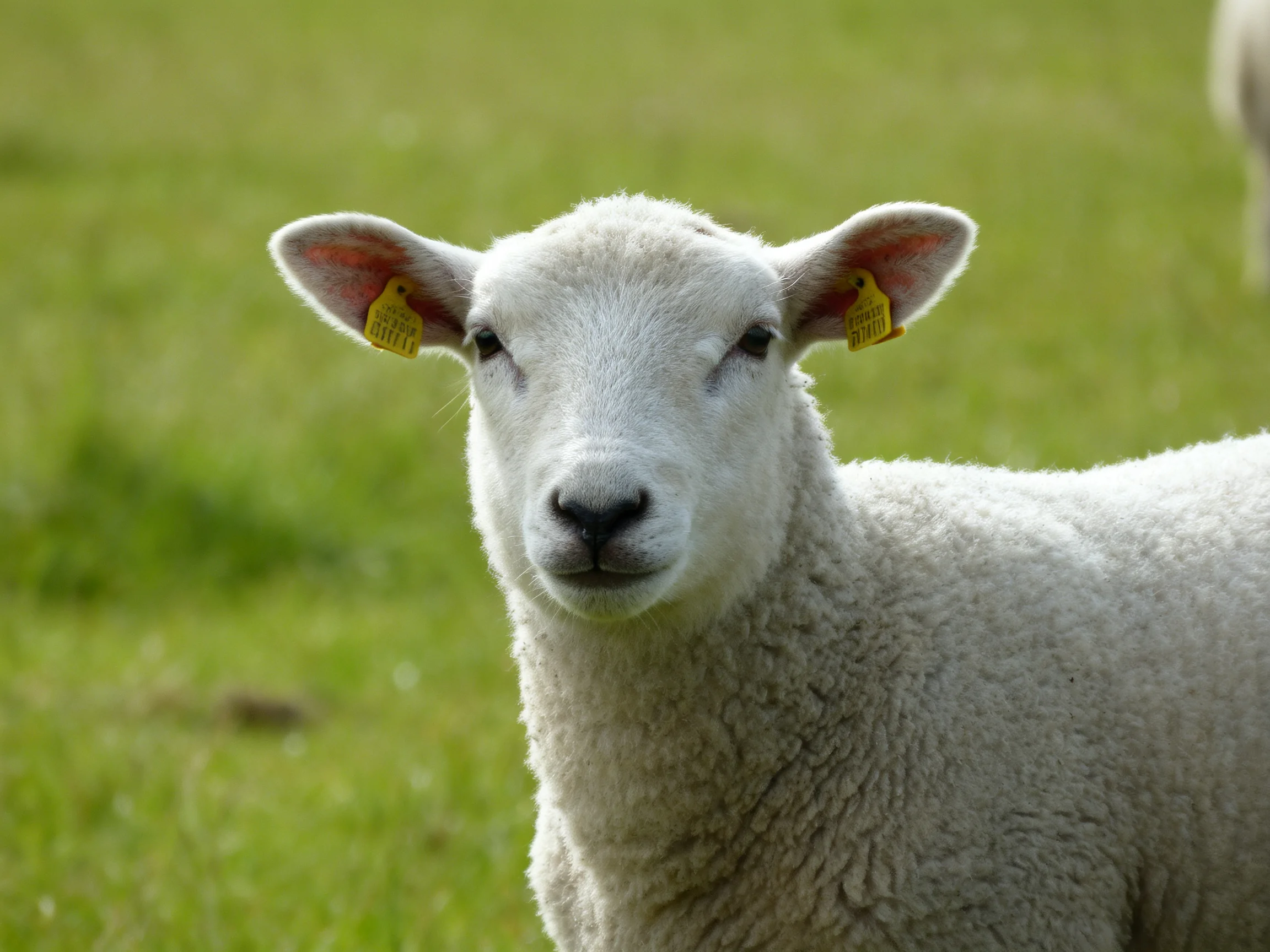 A young sheep with white wool gazes at the camera in a green pasture.