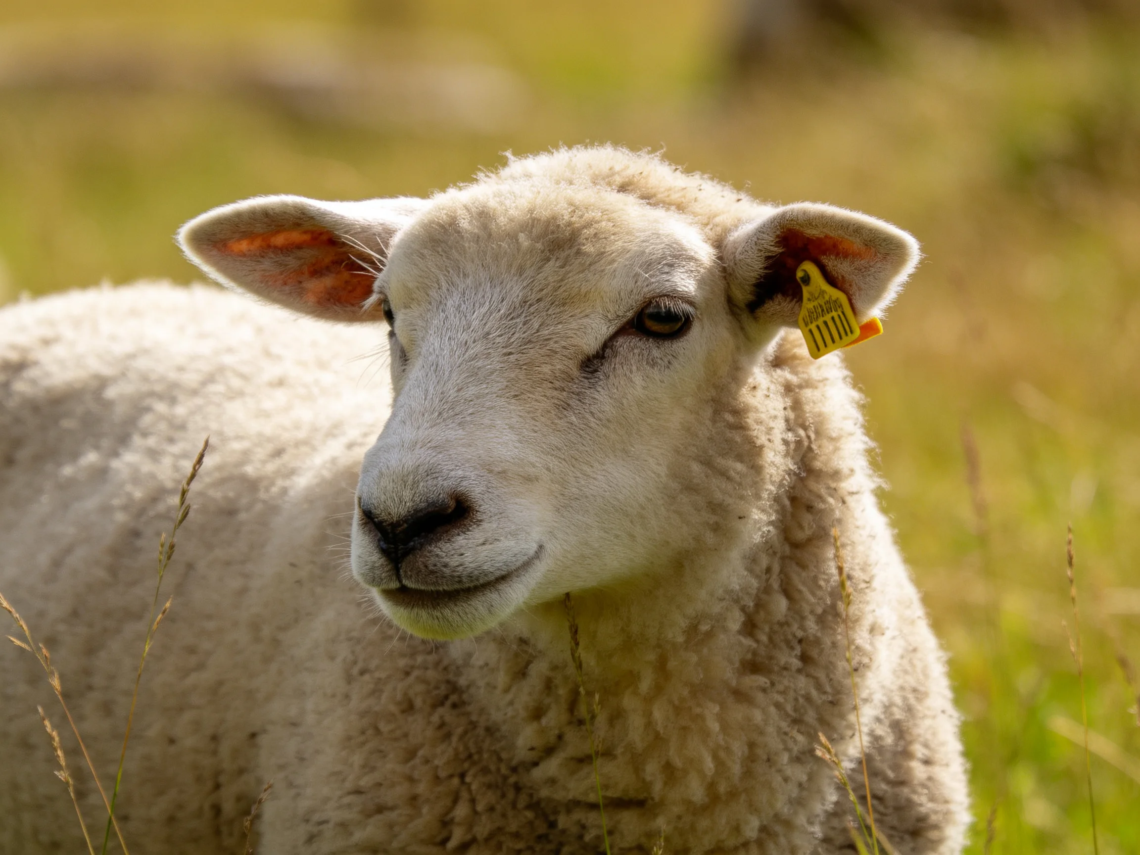 A young sheep with white wool resting in a sunlit green meadow