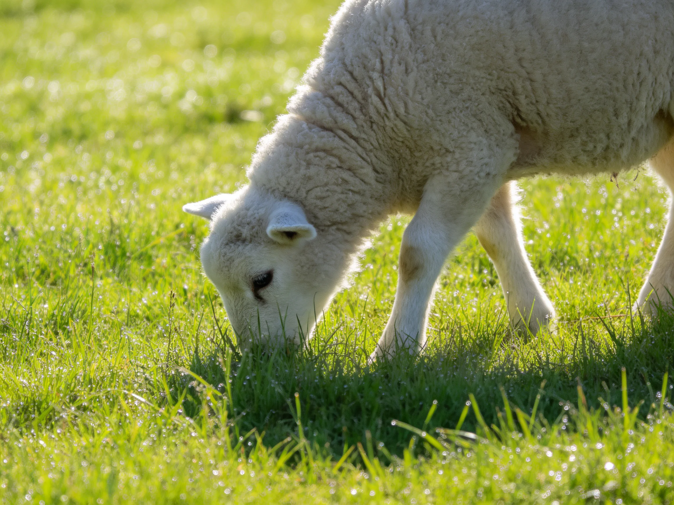 A young white lamb grazing in lush green grass under sunny light