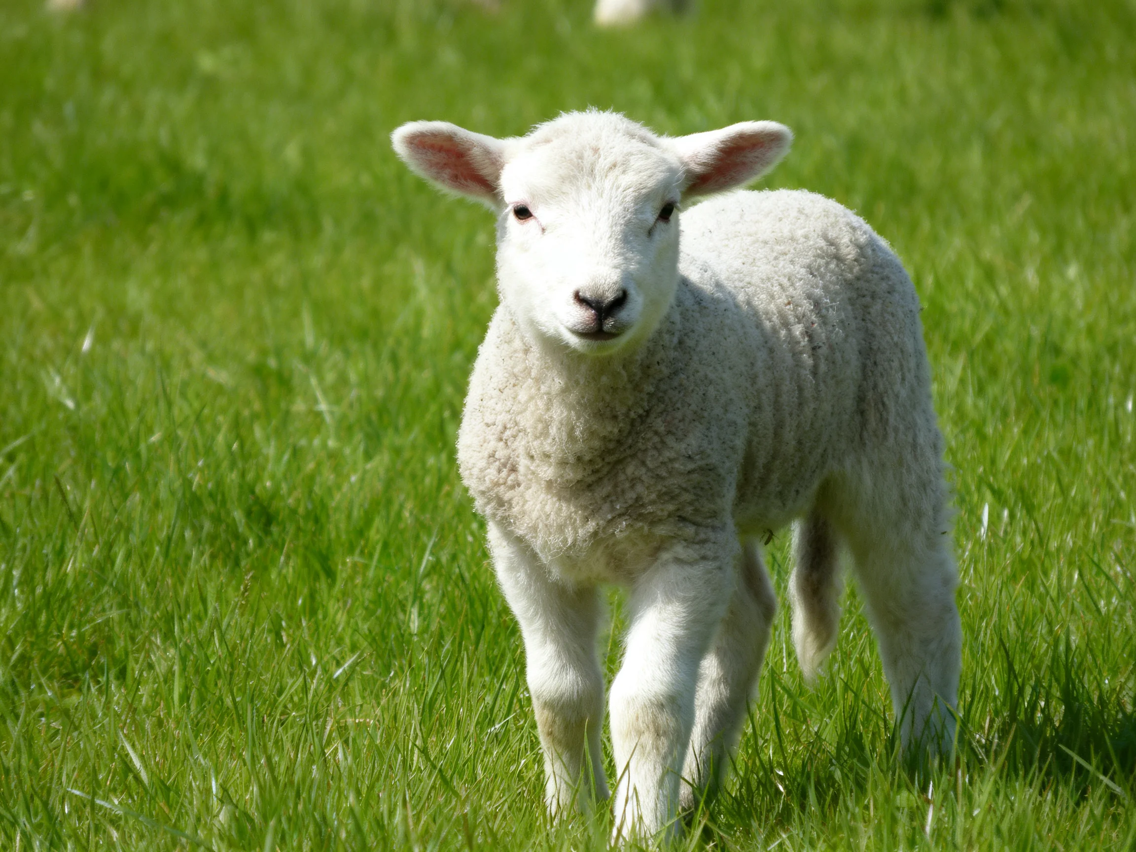A young white lamb stands in a sunlit meadow of green grass.
