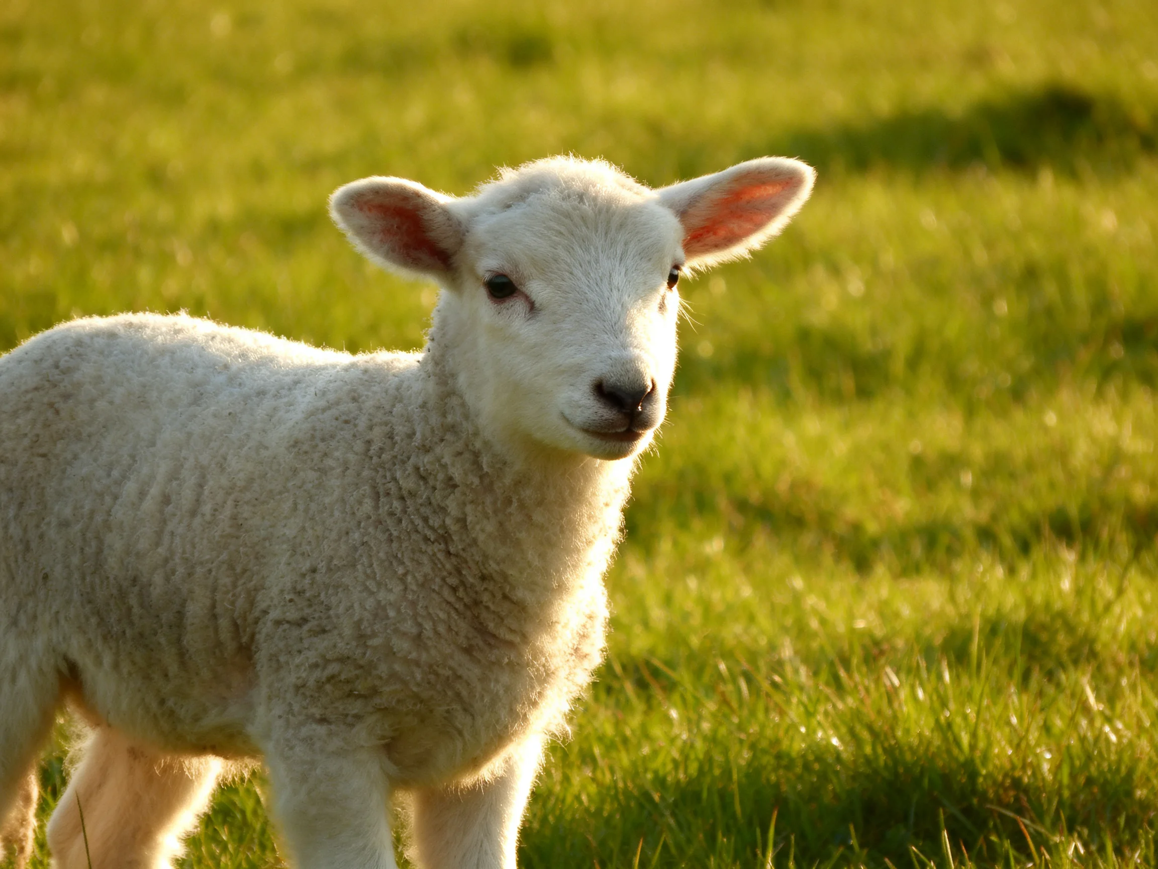 A young white lamb stands in a sunlit green pasture.