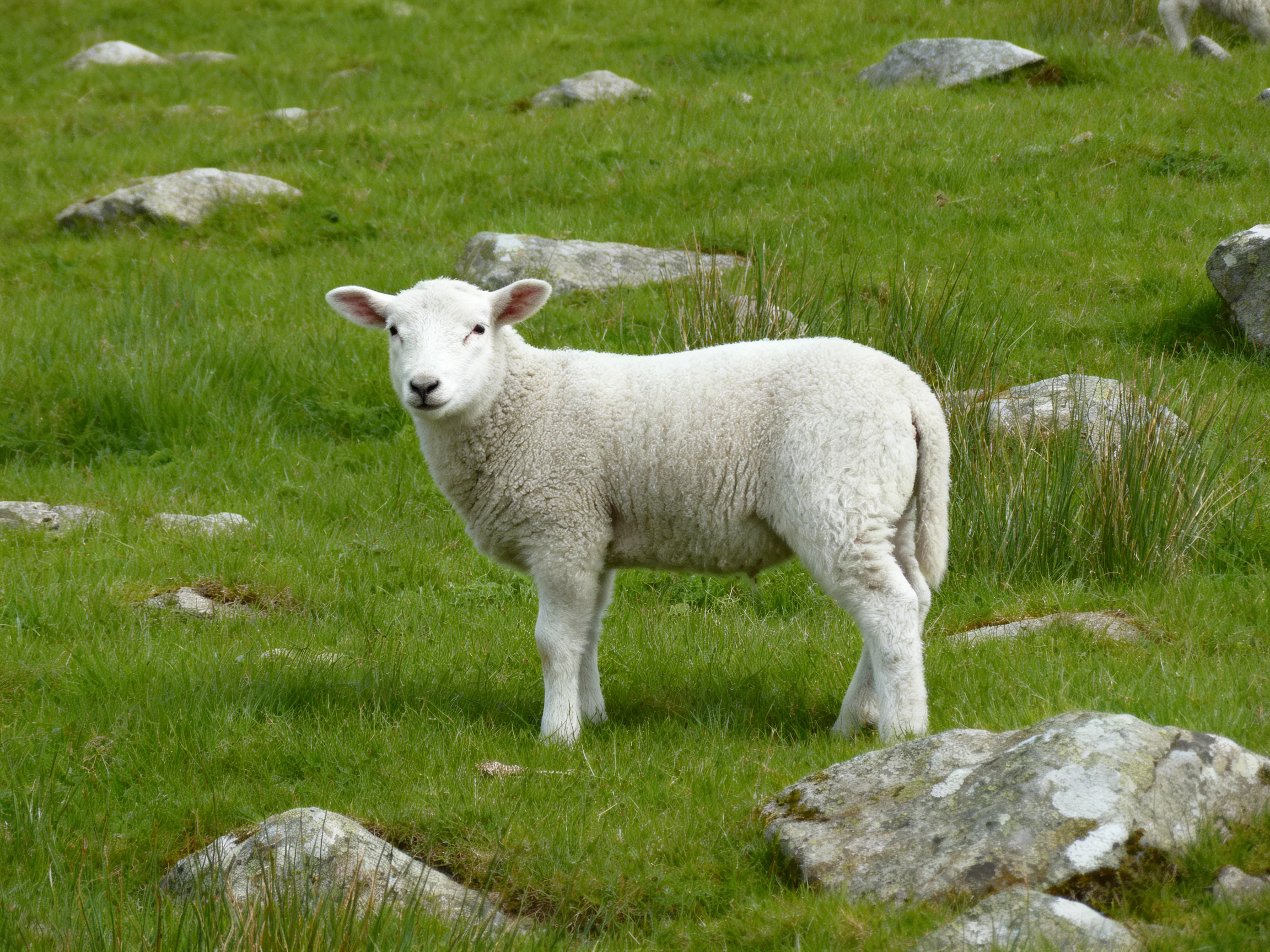 A young white lamb stands in a grassy area with scattered rocks.