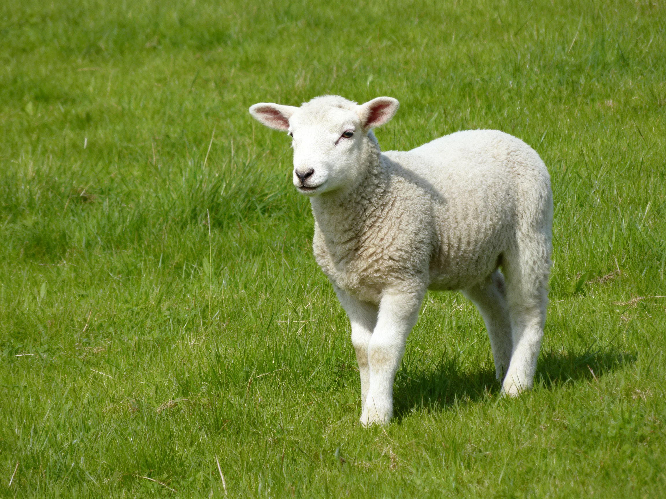 A young white lamb stands in lush green grass