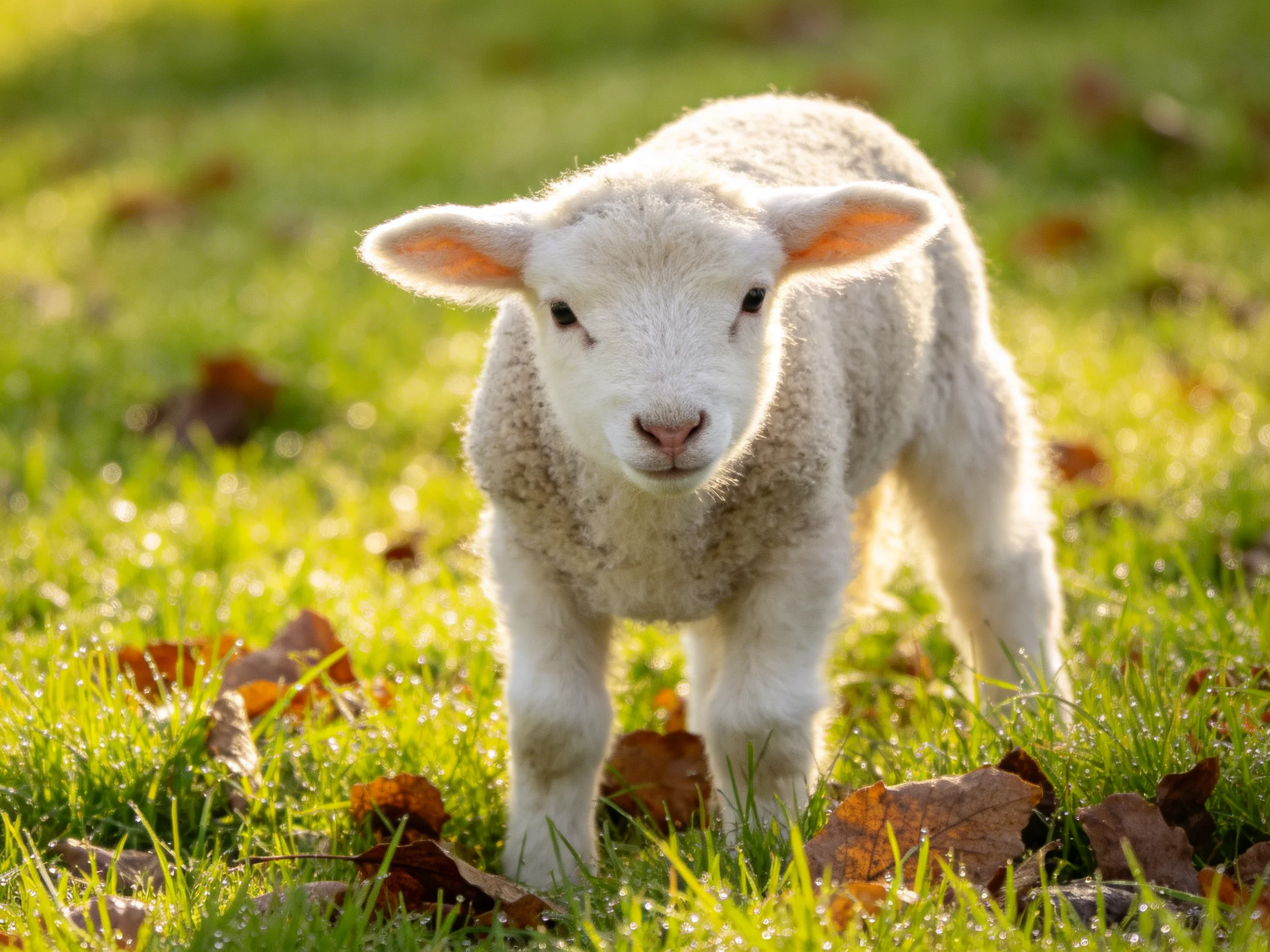 A young white lamb stands in sunlit grass with scattered brown leaves.