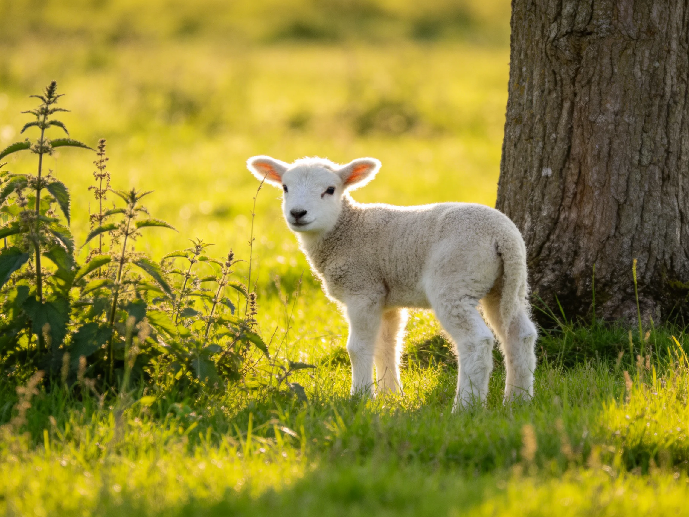 A young white lamb stands in a sunlit meadow next to a large tree.