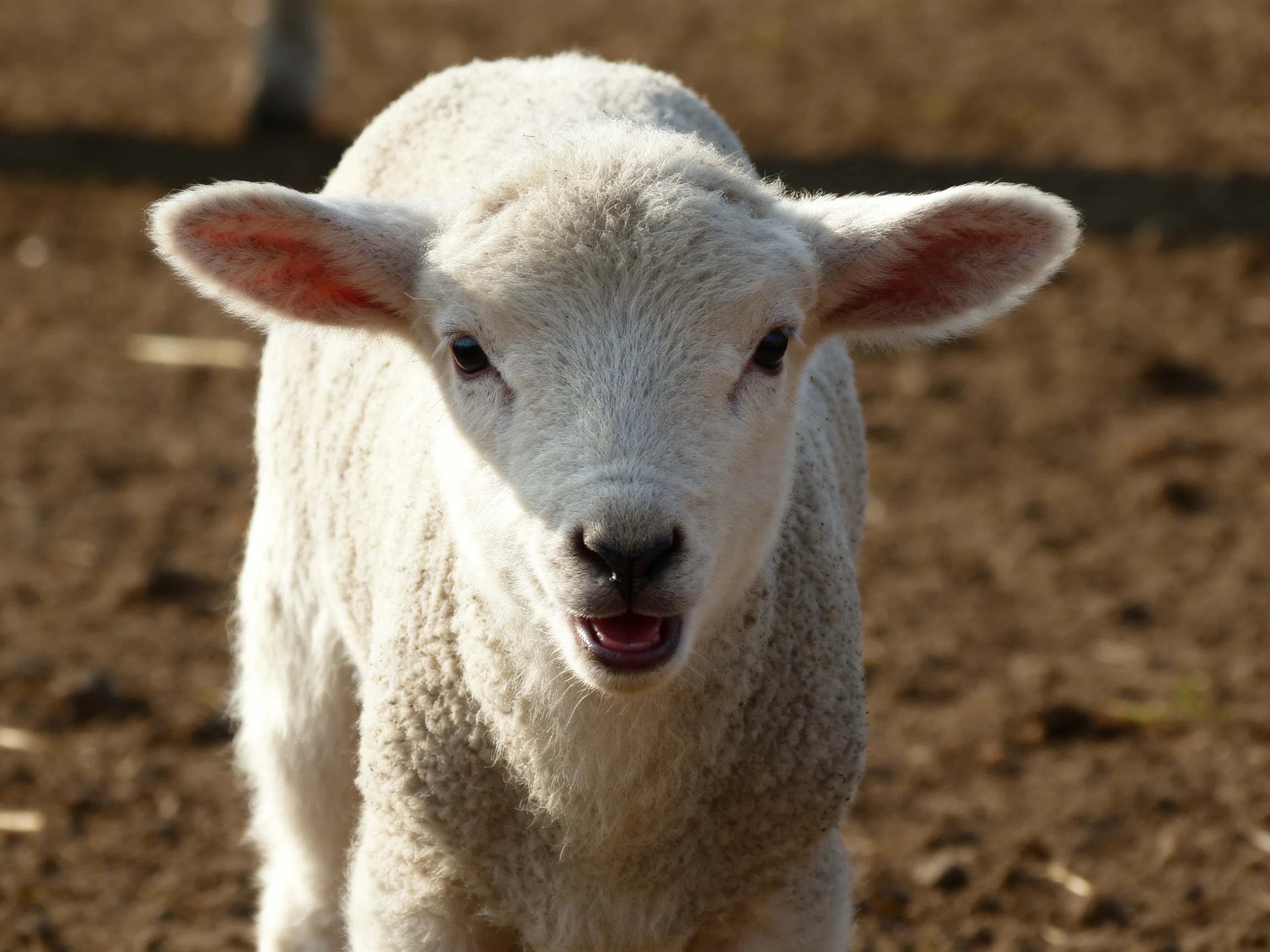 A young white lamb looks directly at the camera on brown dirt.