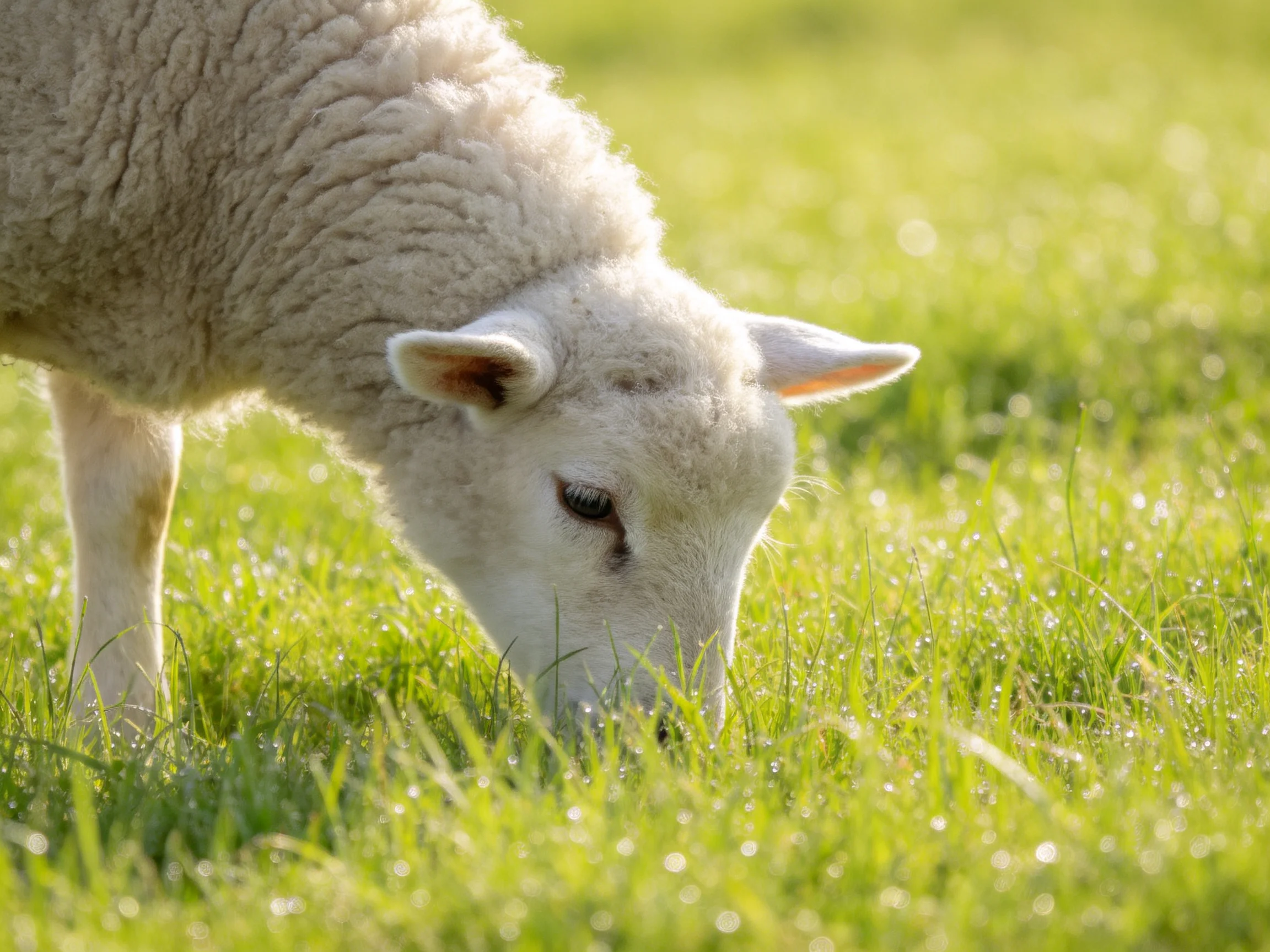 A young white lamb with thick wool grazing in a dewy green pasture