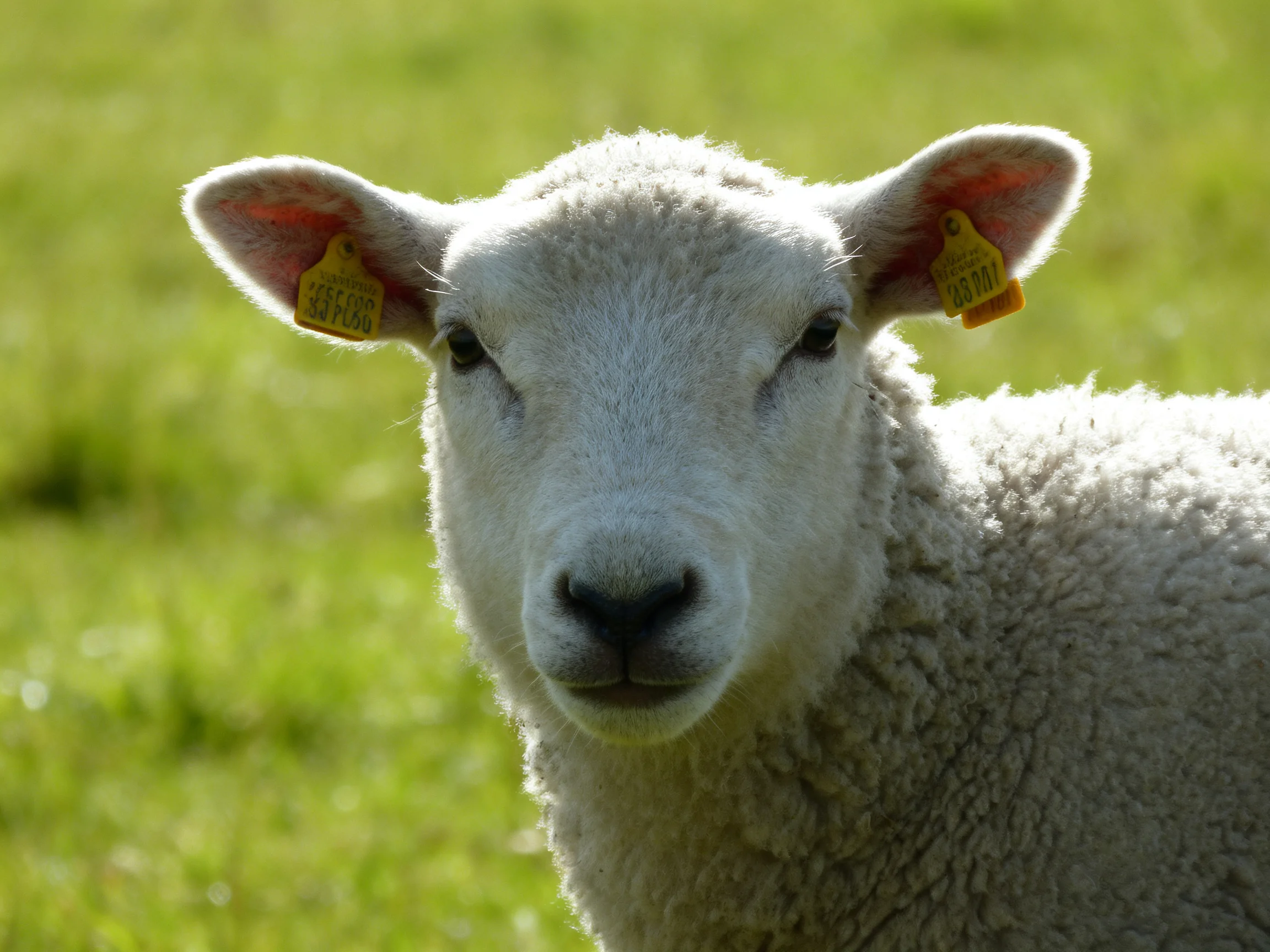 A young white lamb with yellow ear tags stands in a sunlit green meadow.