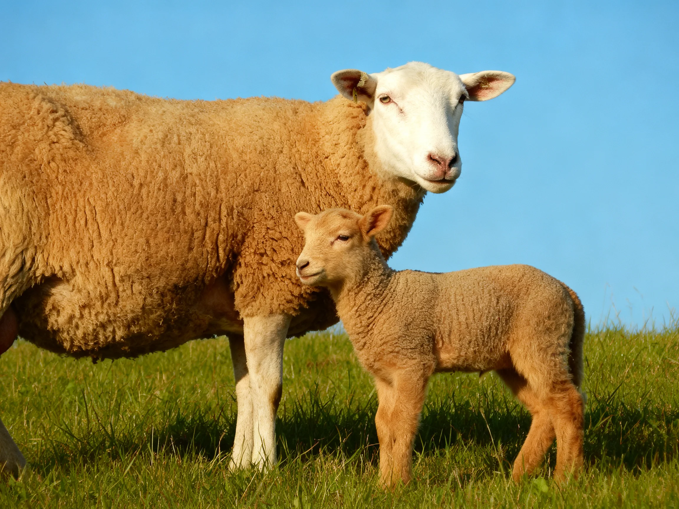 An adult tan sheep and young lamb stand on lush green grass