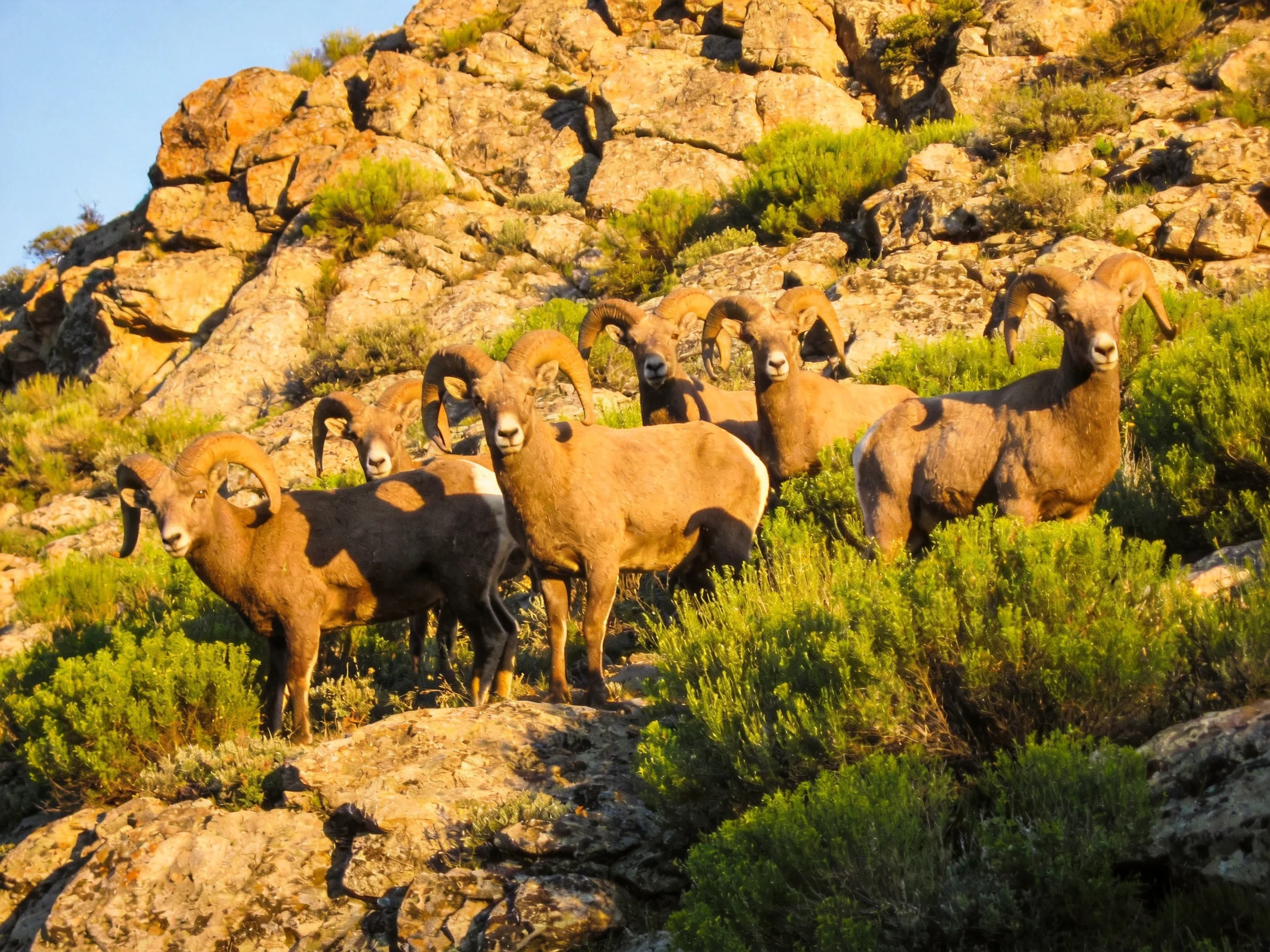 Bighorn Sheep Gathered Among Rocky Terrain and Green Shrubbery