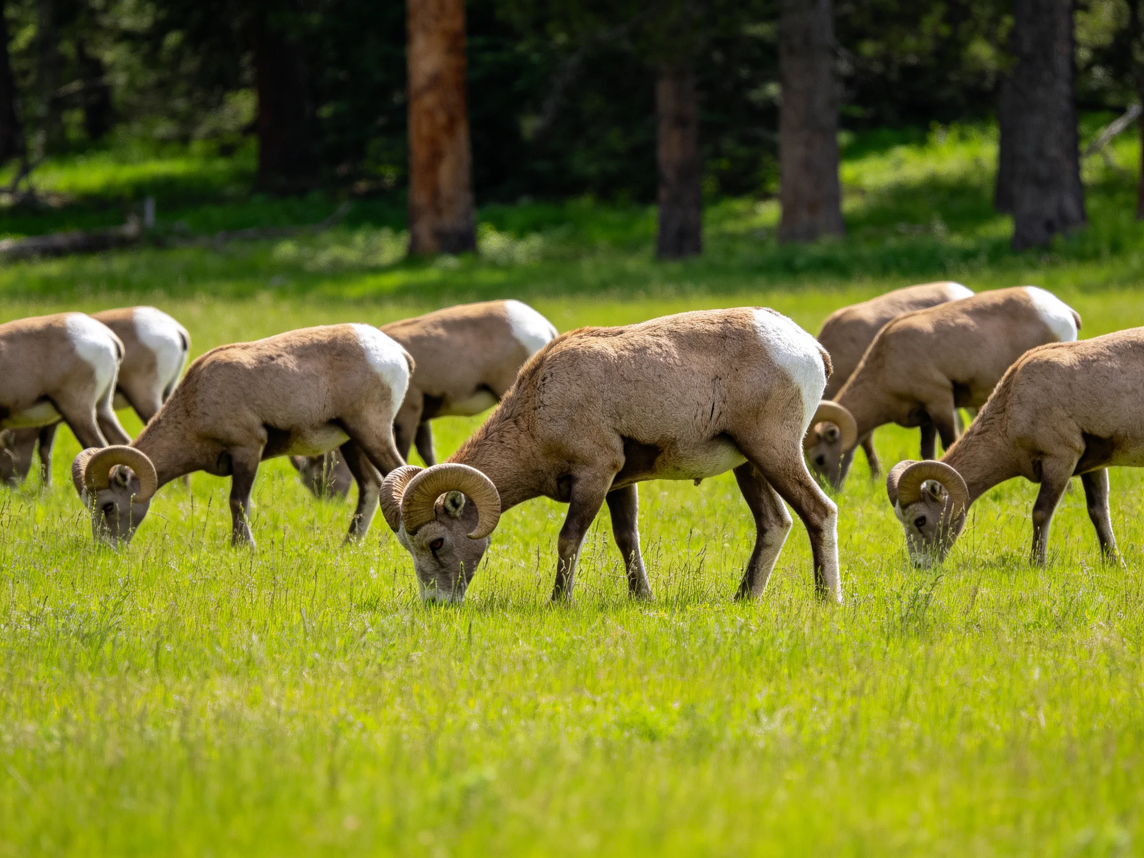Bighorn sheep graze in a lush green meadow near forested trees