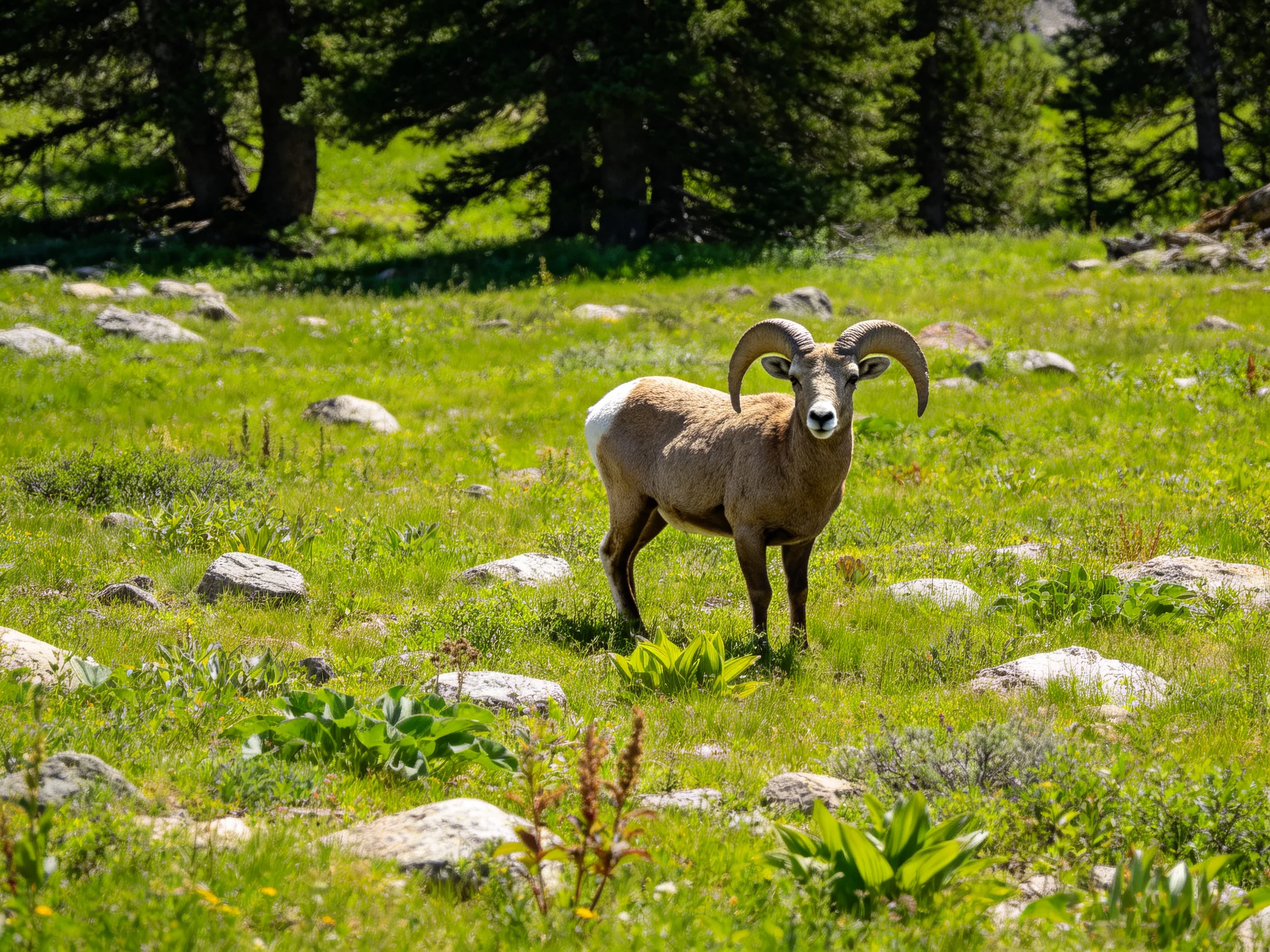 Bighorn sheep in a rocky green meadow with scattered stones