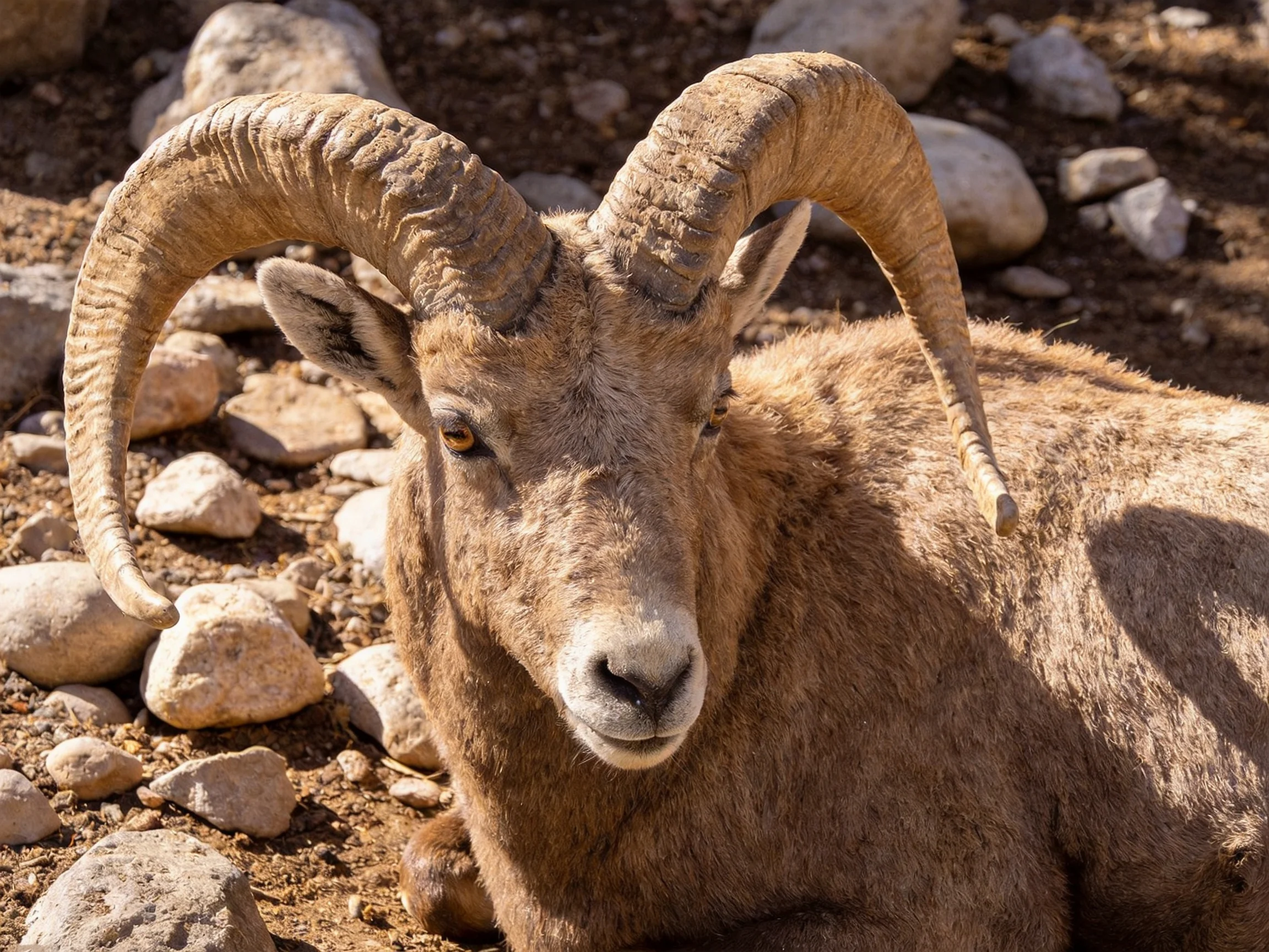 Bighorn sheep resting near scattered rocks with large curved horns