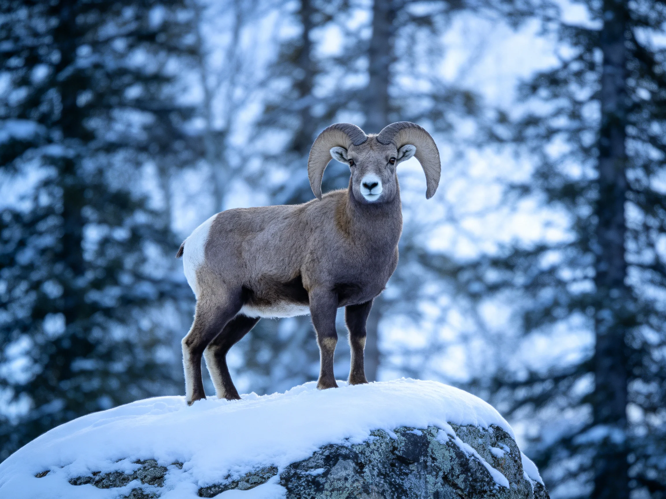Bighorn sheep stands on snowy rock near evergreen trees