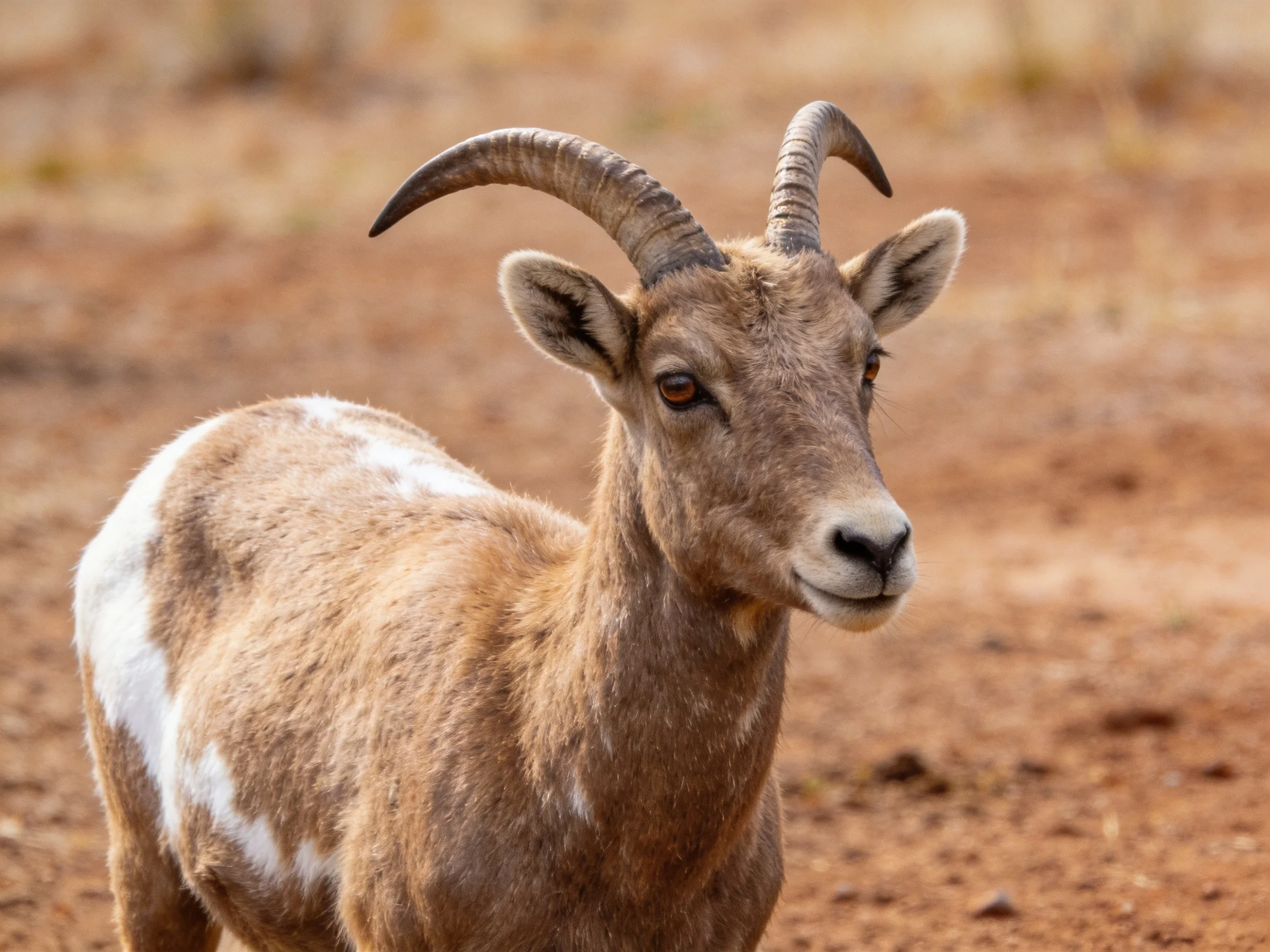 Bighorn sheep with curved horns and brown-white markings