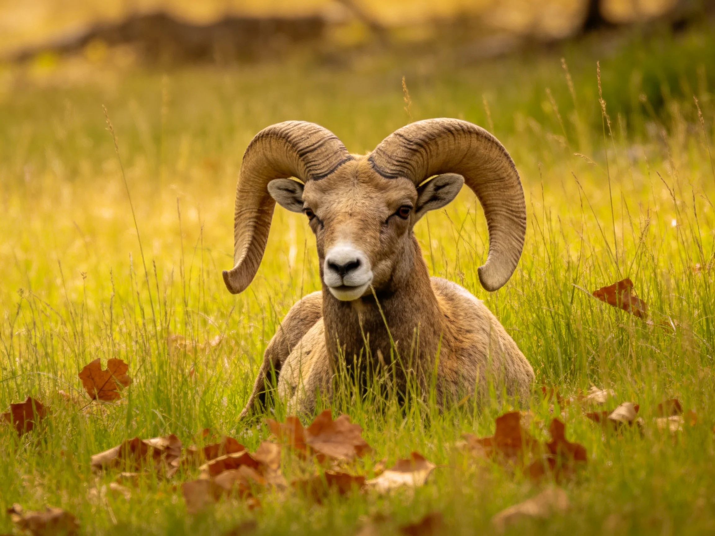 Bighorn sheep with large curved horns resting in tall grass
