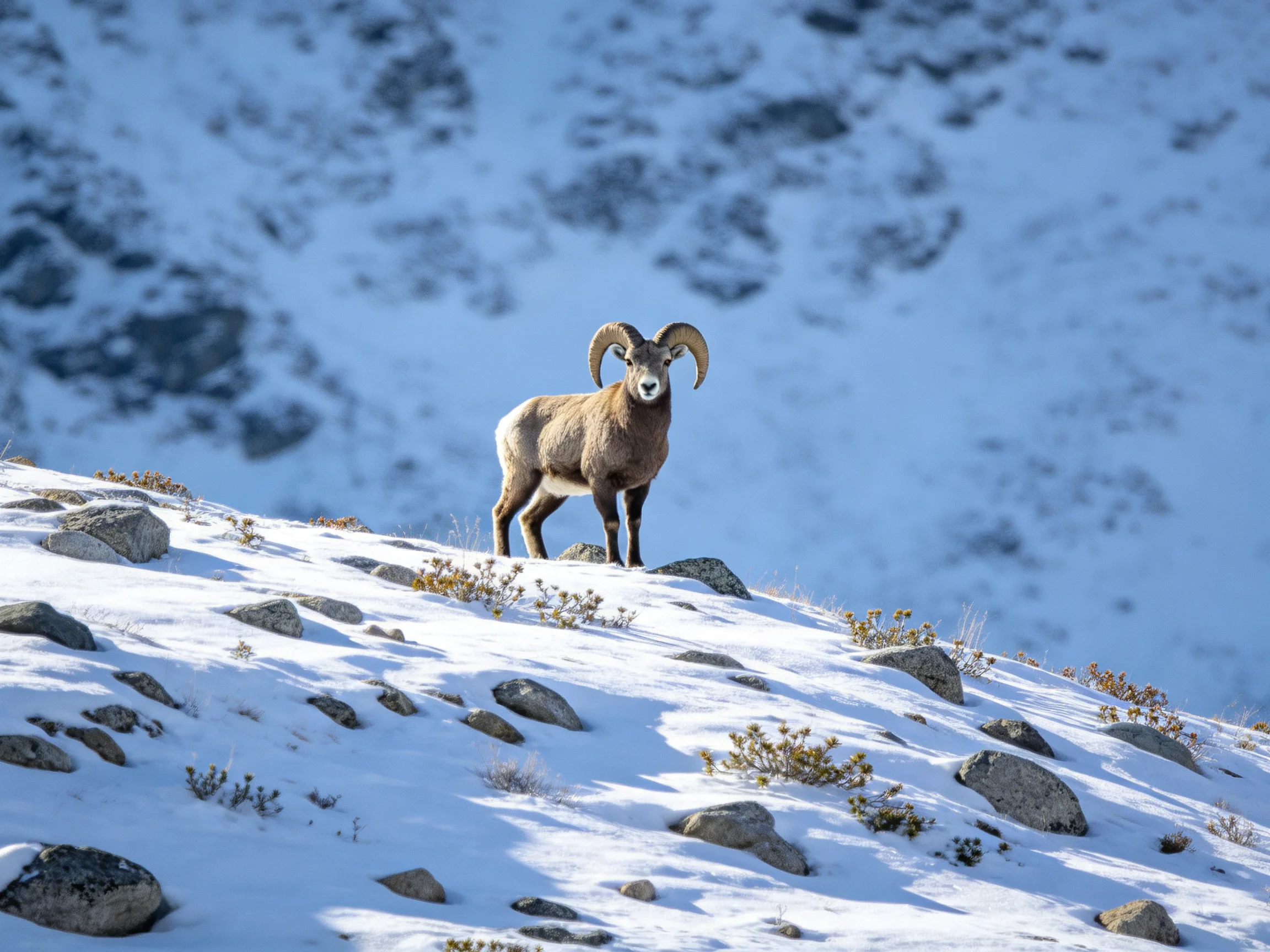 Bighorn sheep with large horns on a snowy rocky hillside