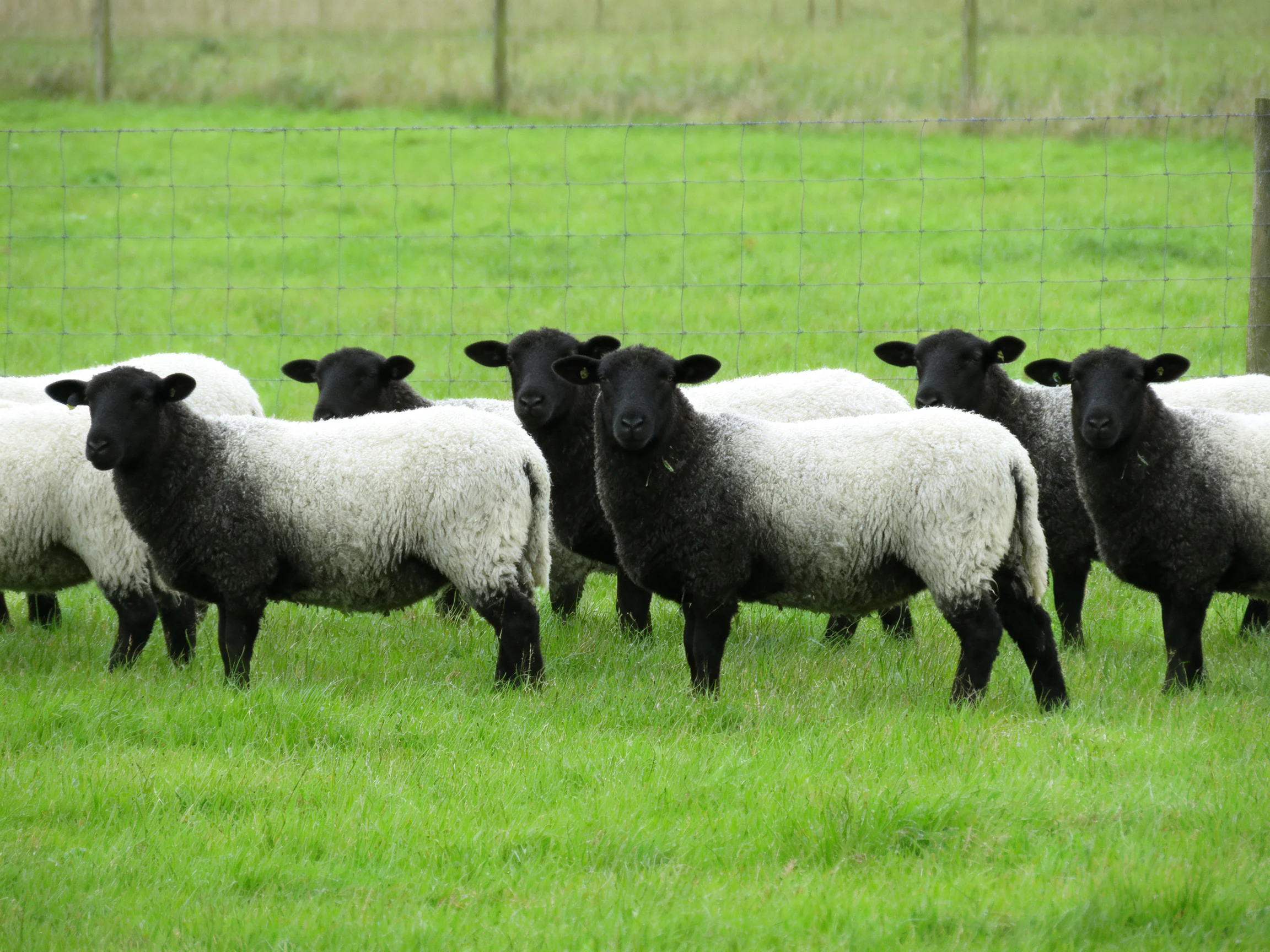 Black-and-white sheep clustered in a lush green pasture