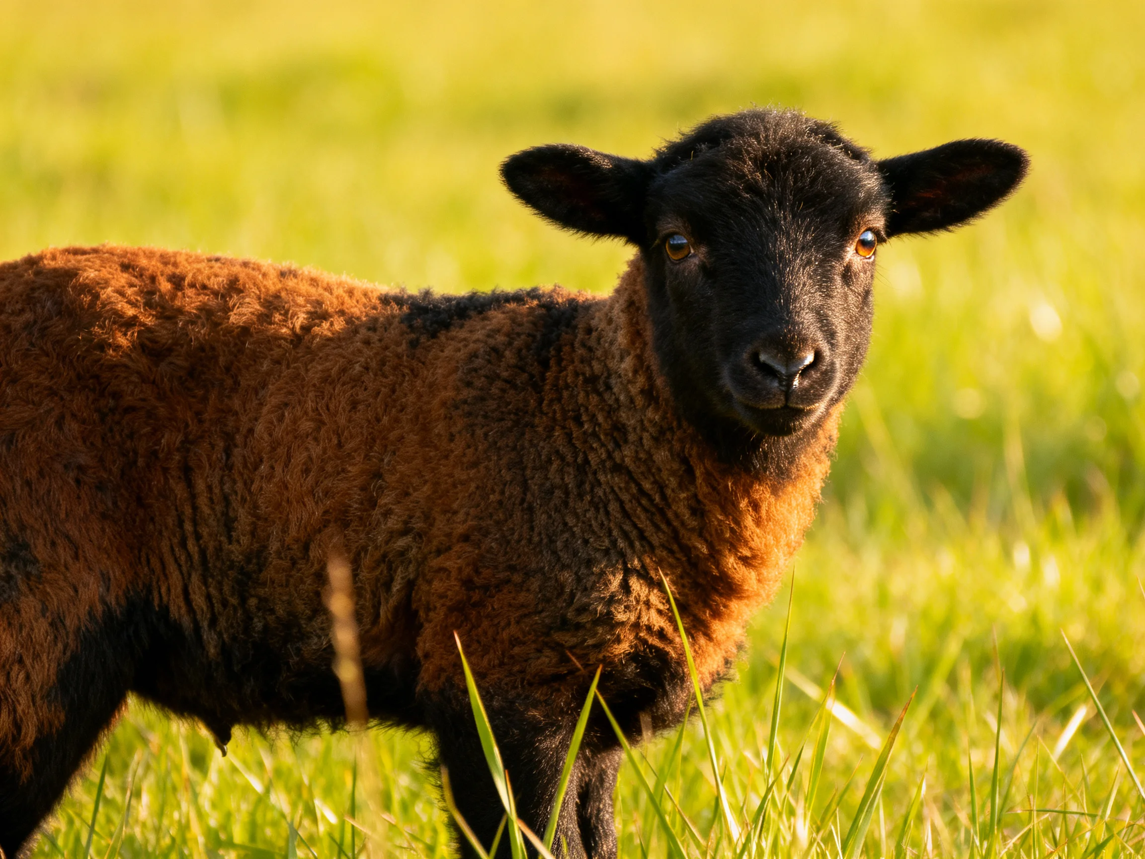 Black-faced lamb with brown wool in a sunlit green field