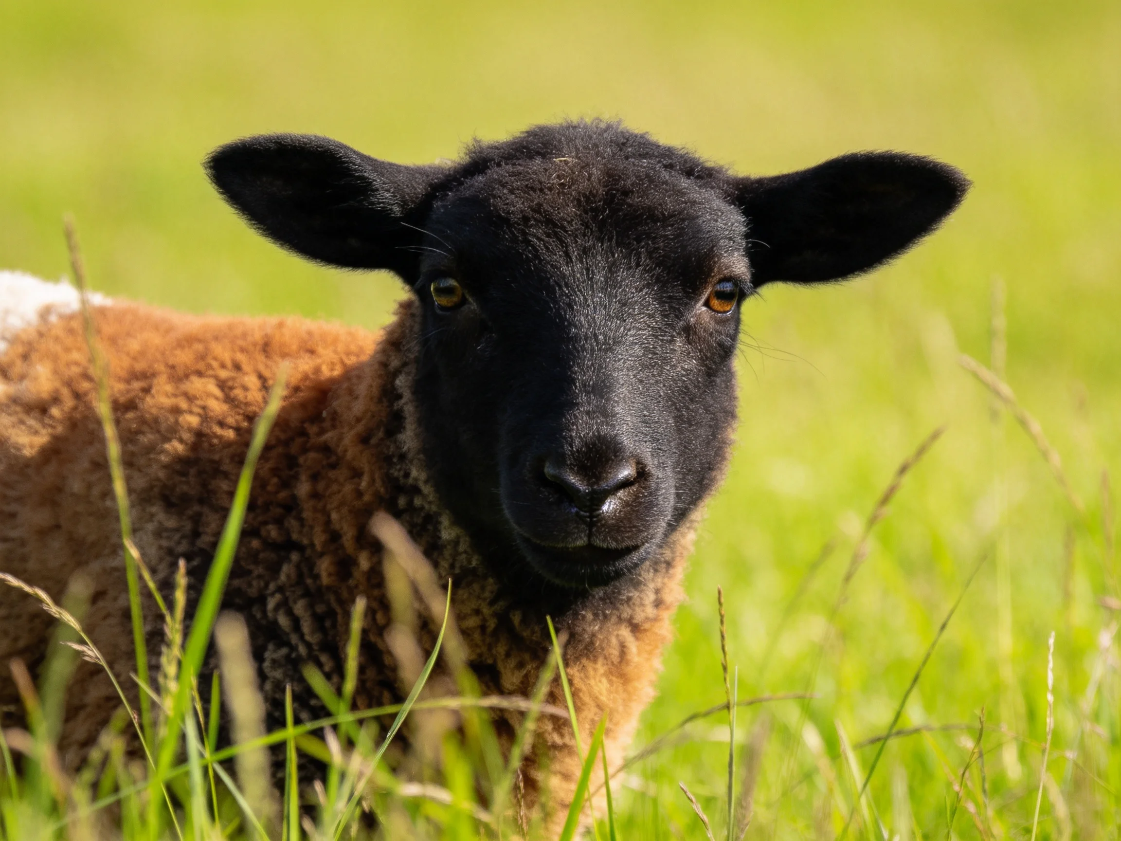 Black-faced lamb with brown wool in green meadow