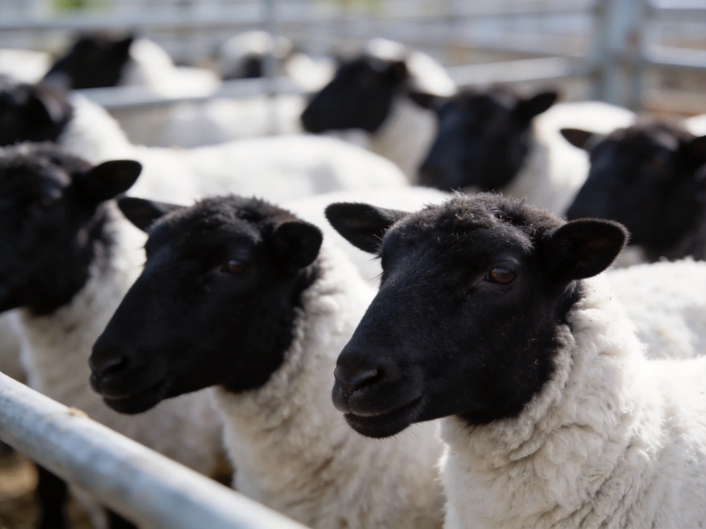 Black-faced sheep clustered in a metal farm enclosure