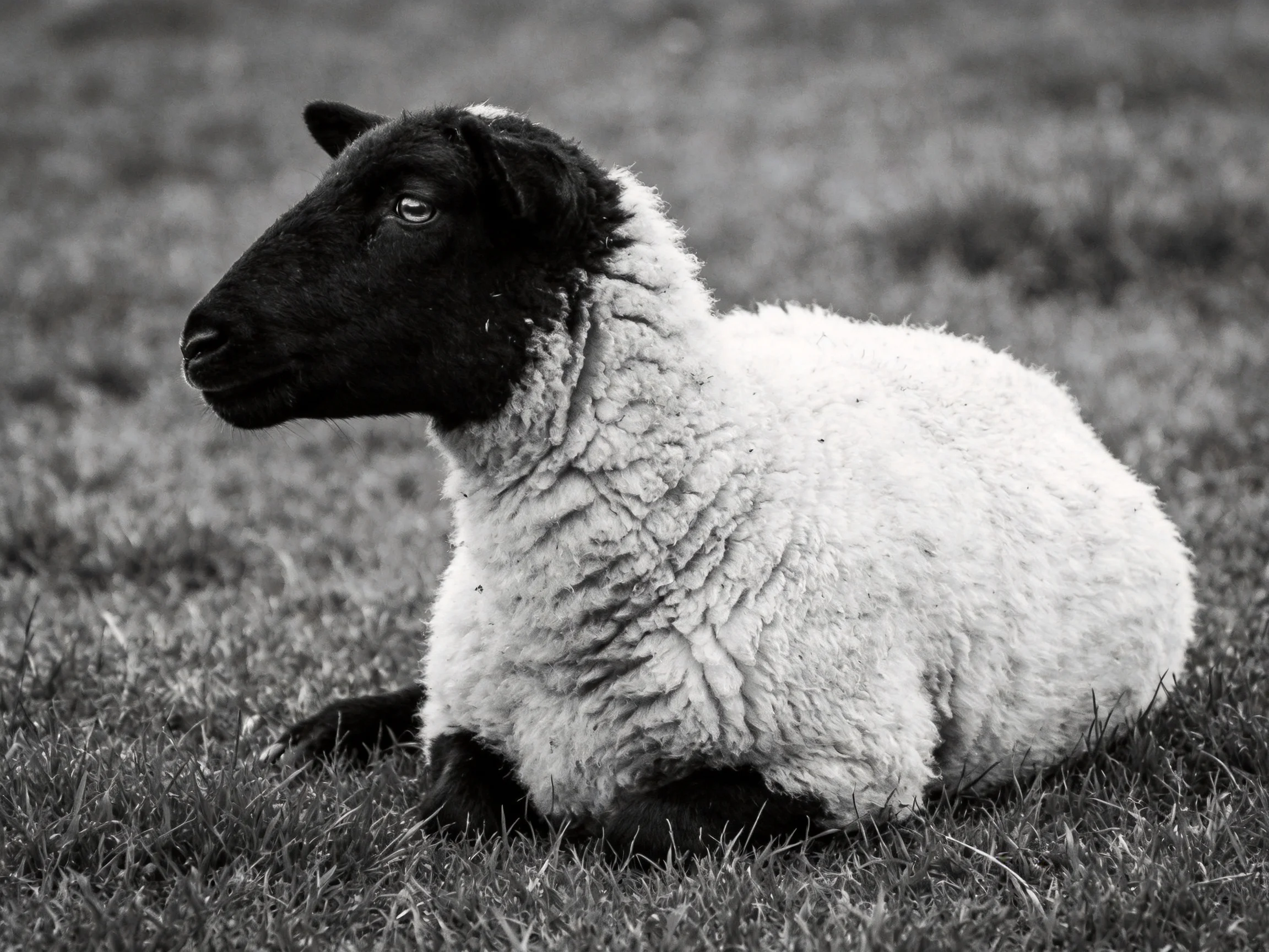 Black-faced sheep with thick wool resting on grass