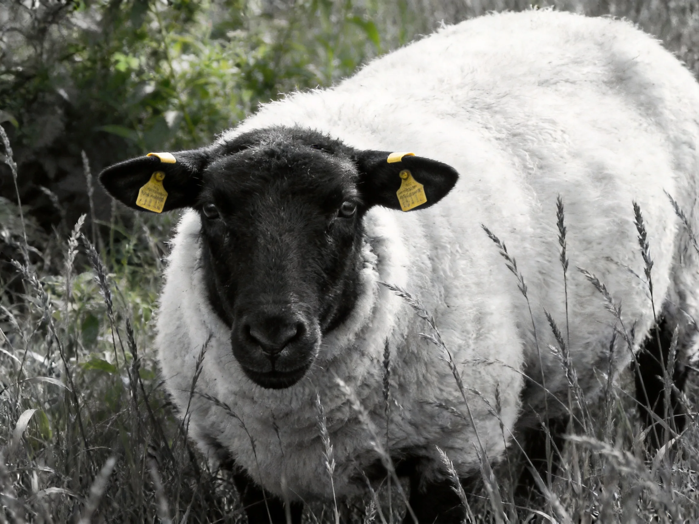 Black-faced sheep with white woolin tall grass, yellow ear tags